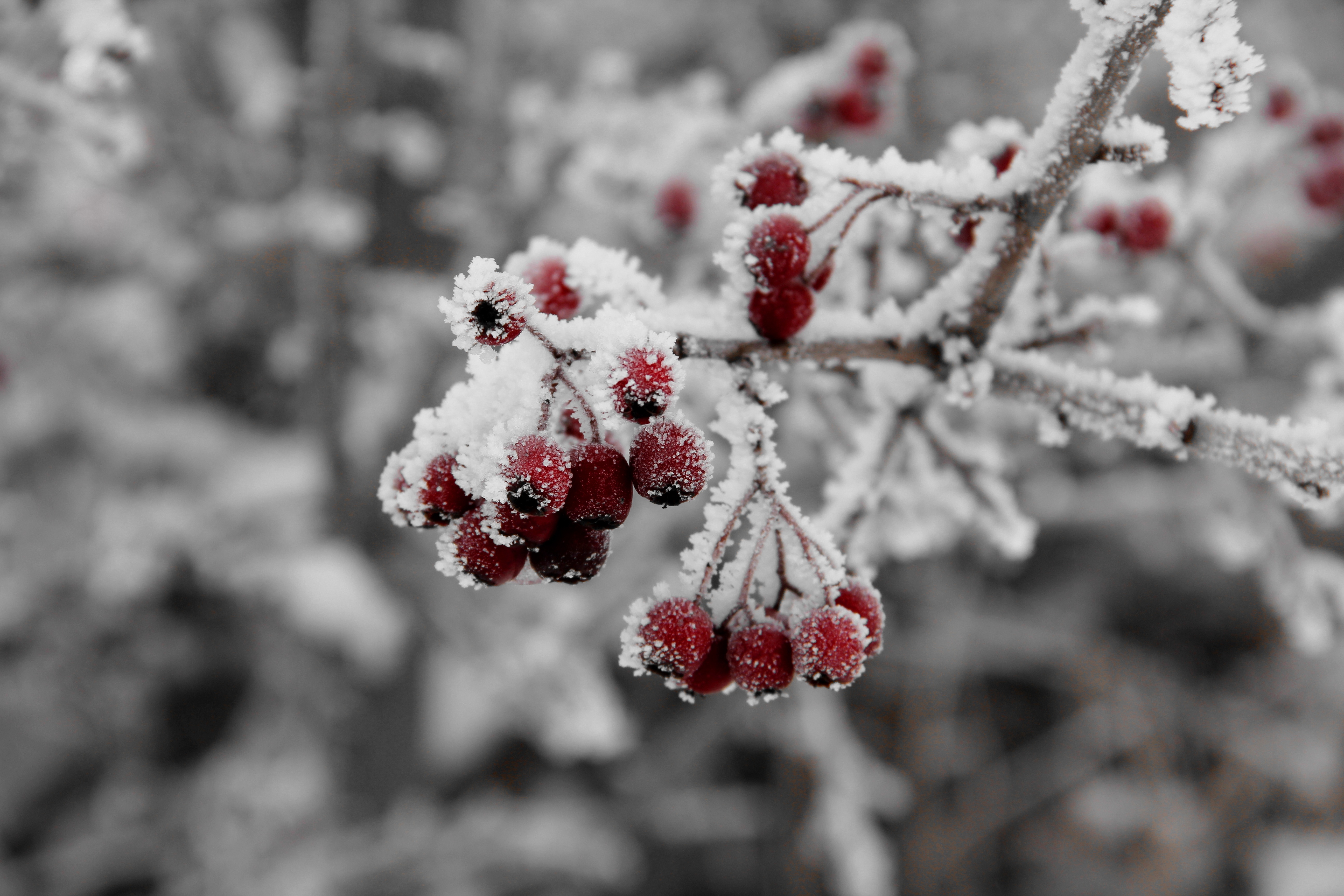 Wallpapers Rowan branch frost on the desktop