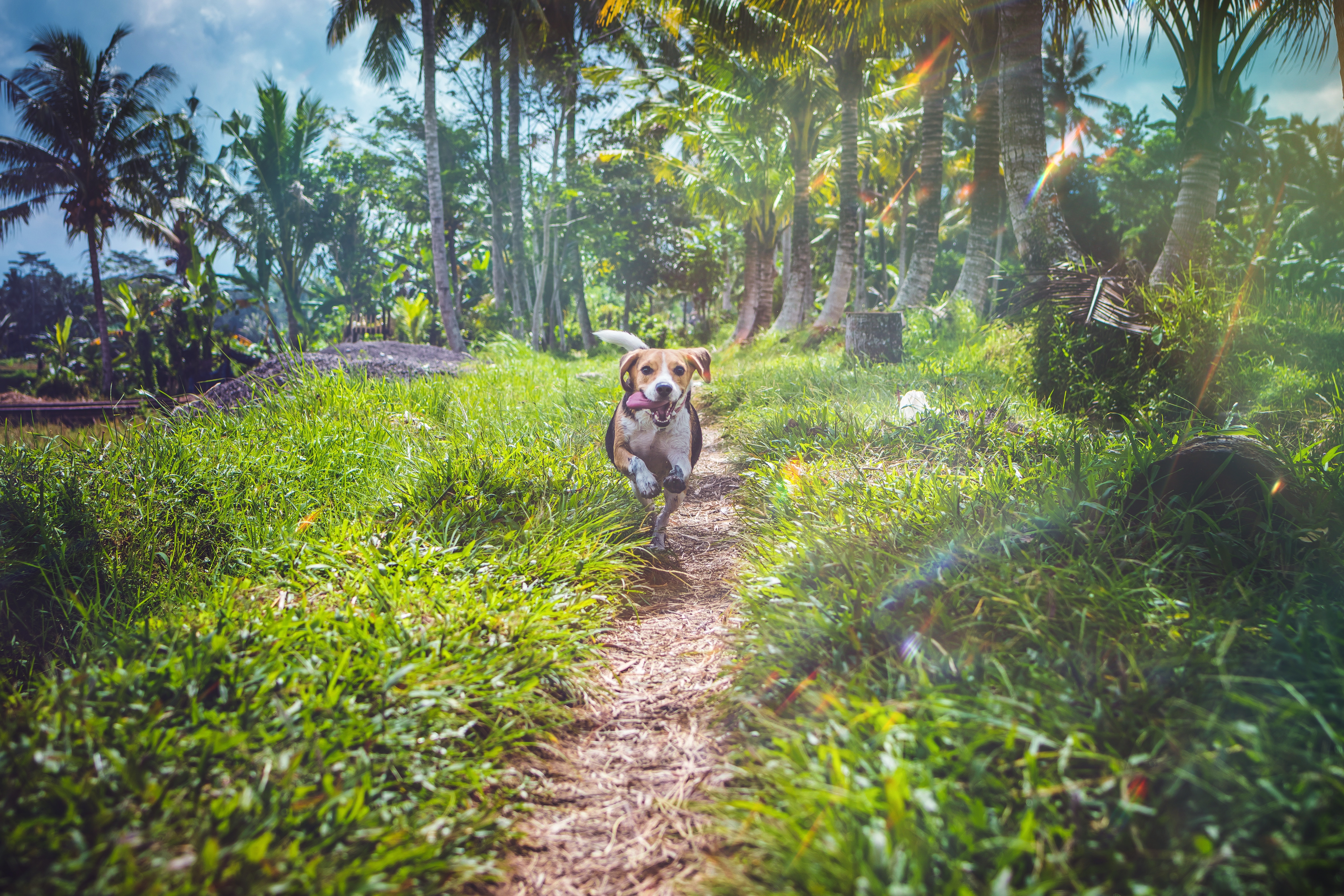 Wallpapers dogs field wallpaper beagle on the desktop