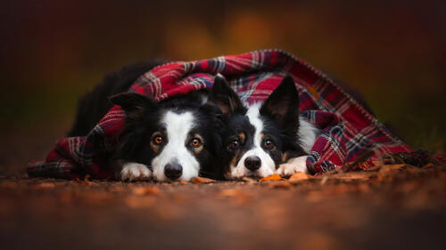Бесплатное фото Две собаки под уютным пледом