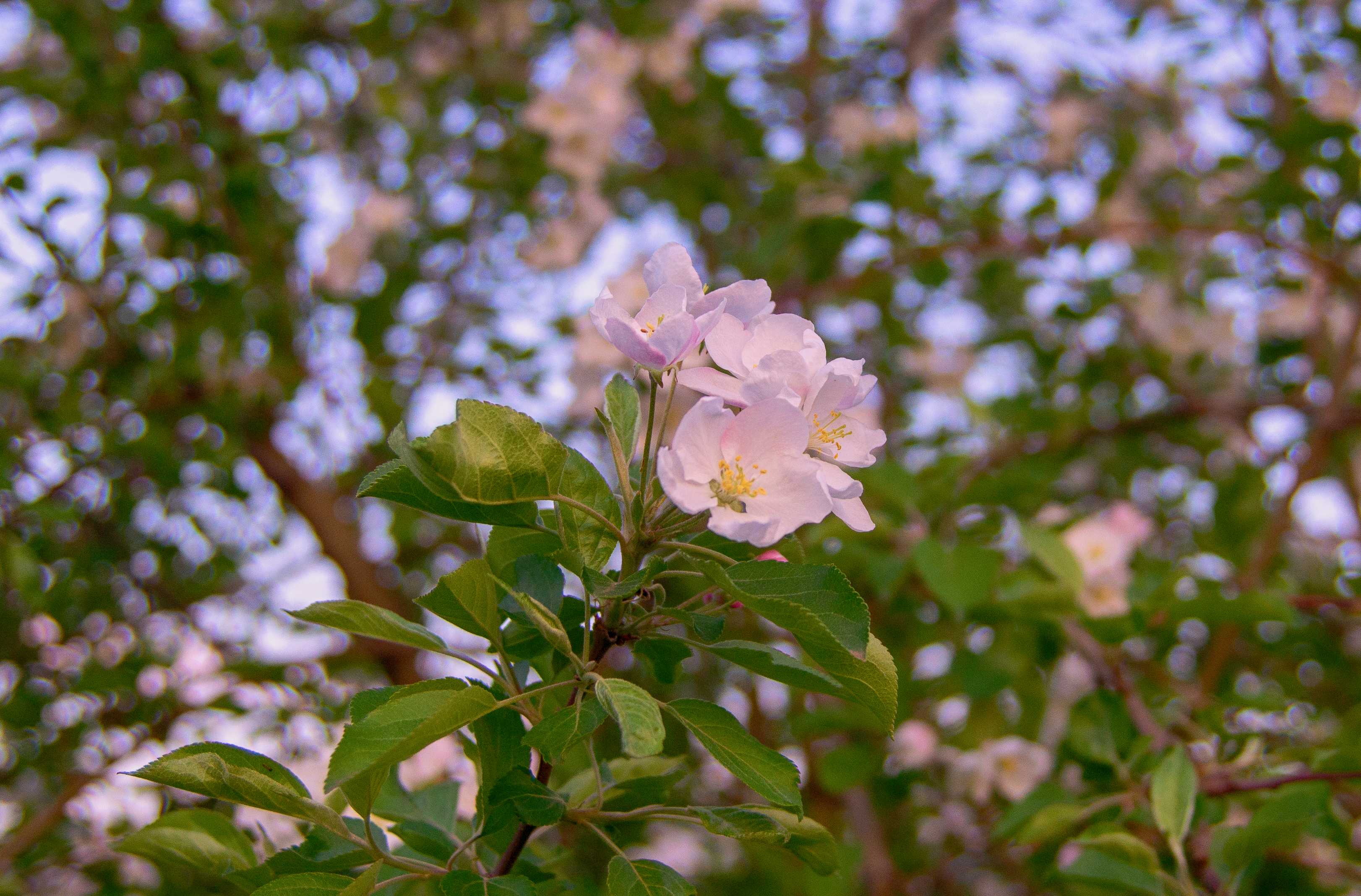 Free photo Flowers in the evening