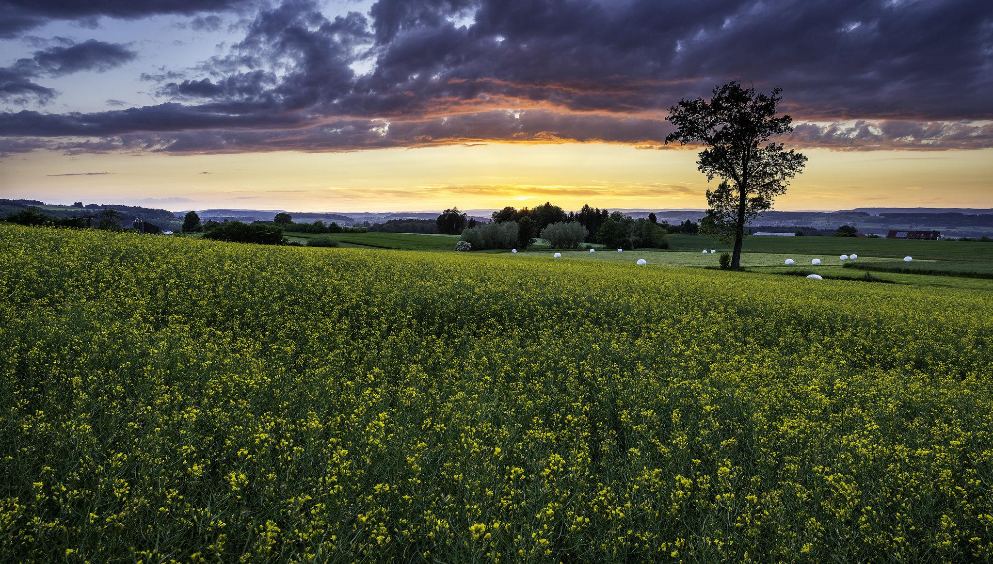 Wallpapers trees wildflowers field on the desktop