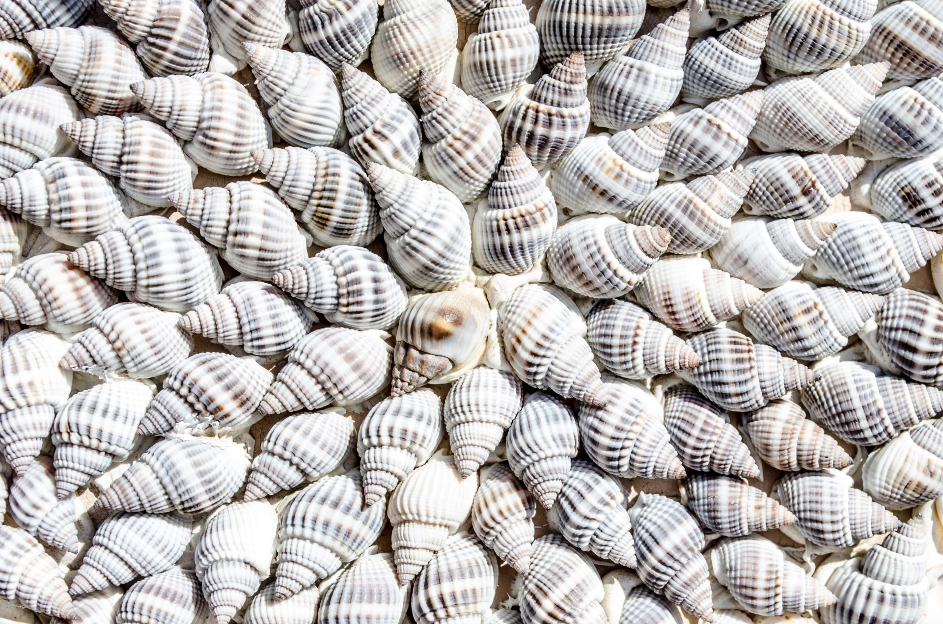 Free photo Seashell background