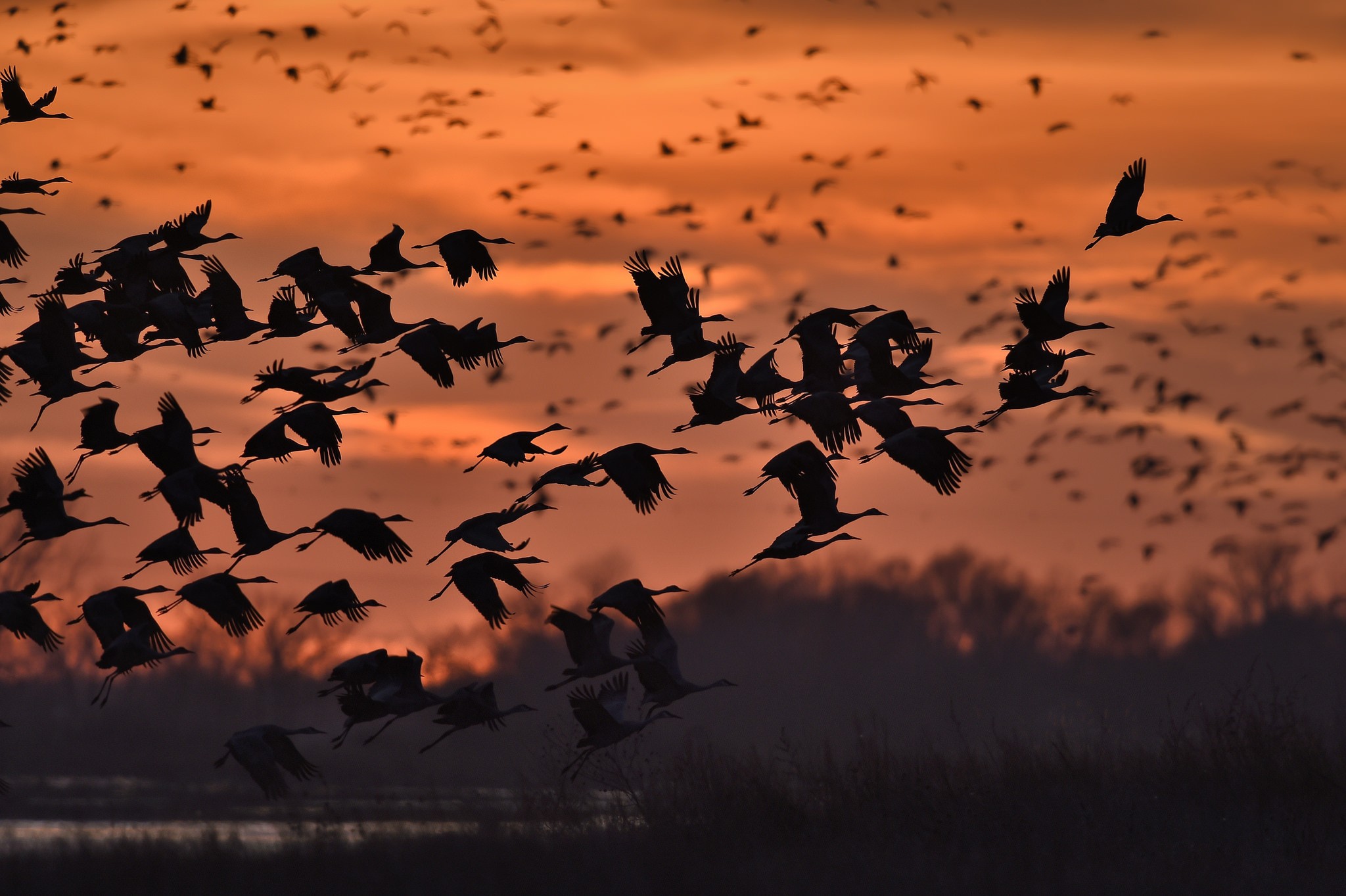 Wallpapers birds sunset silhouette on the desktop