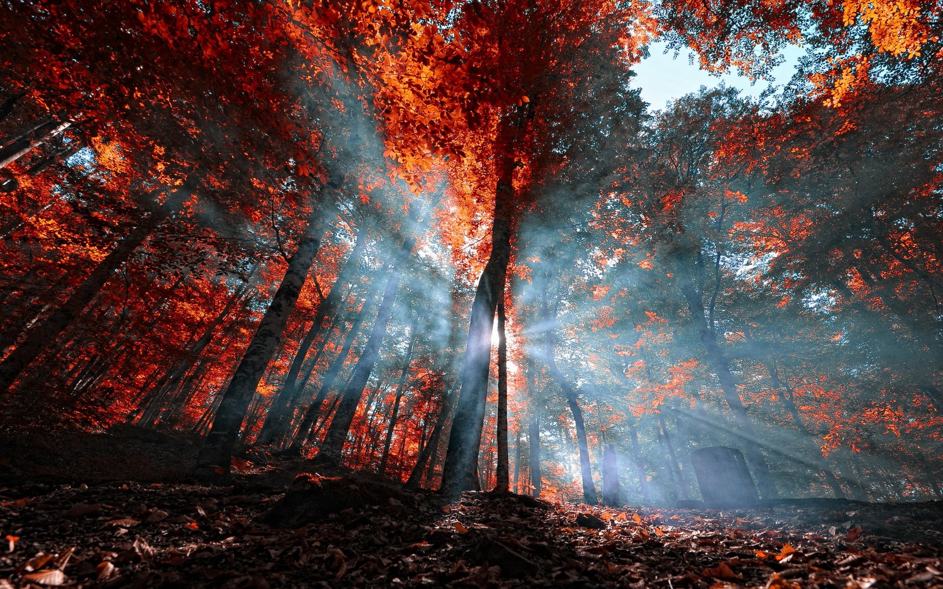 免费照片秋日森林中的阳光