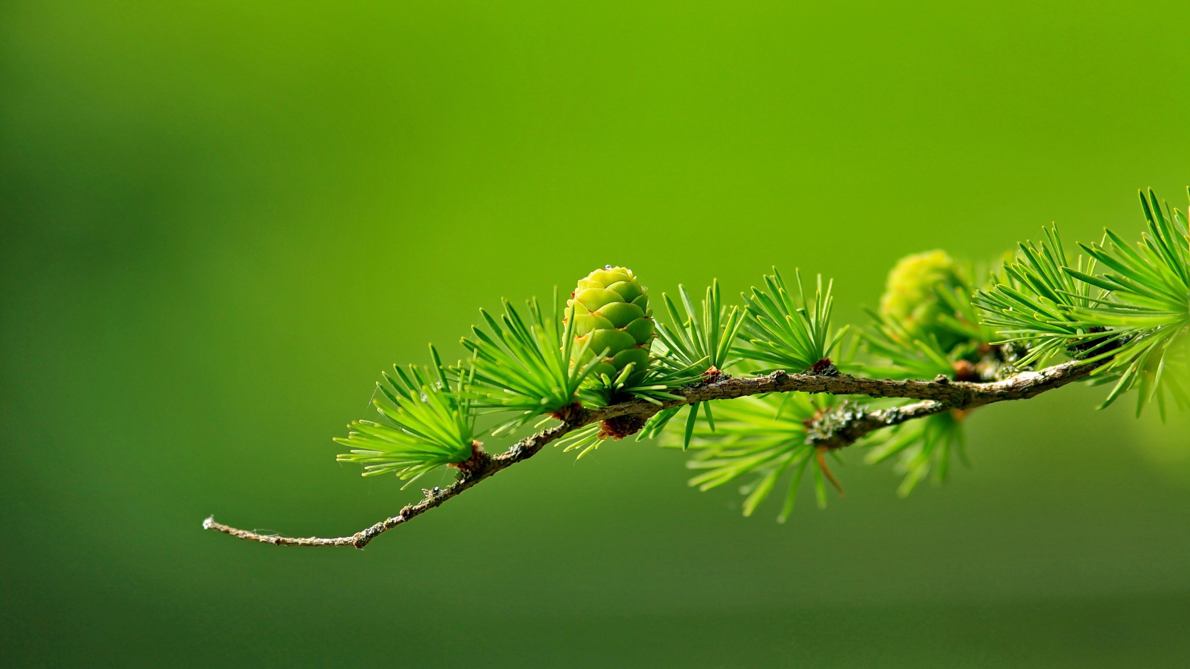 Pine twig with young checkers on a delicate green background