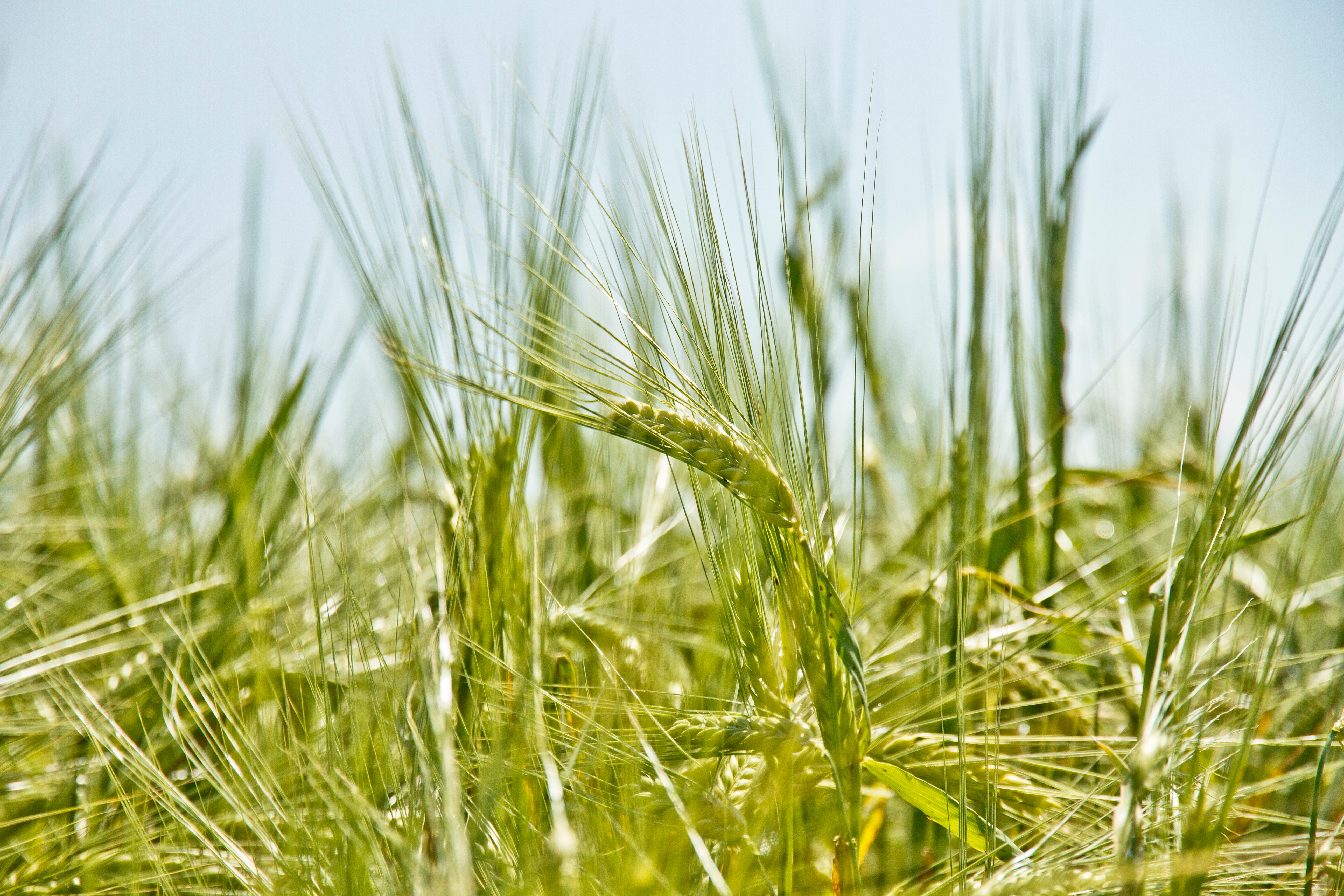 Wallpapers grass plant field on the desktop