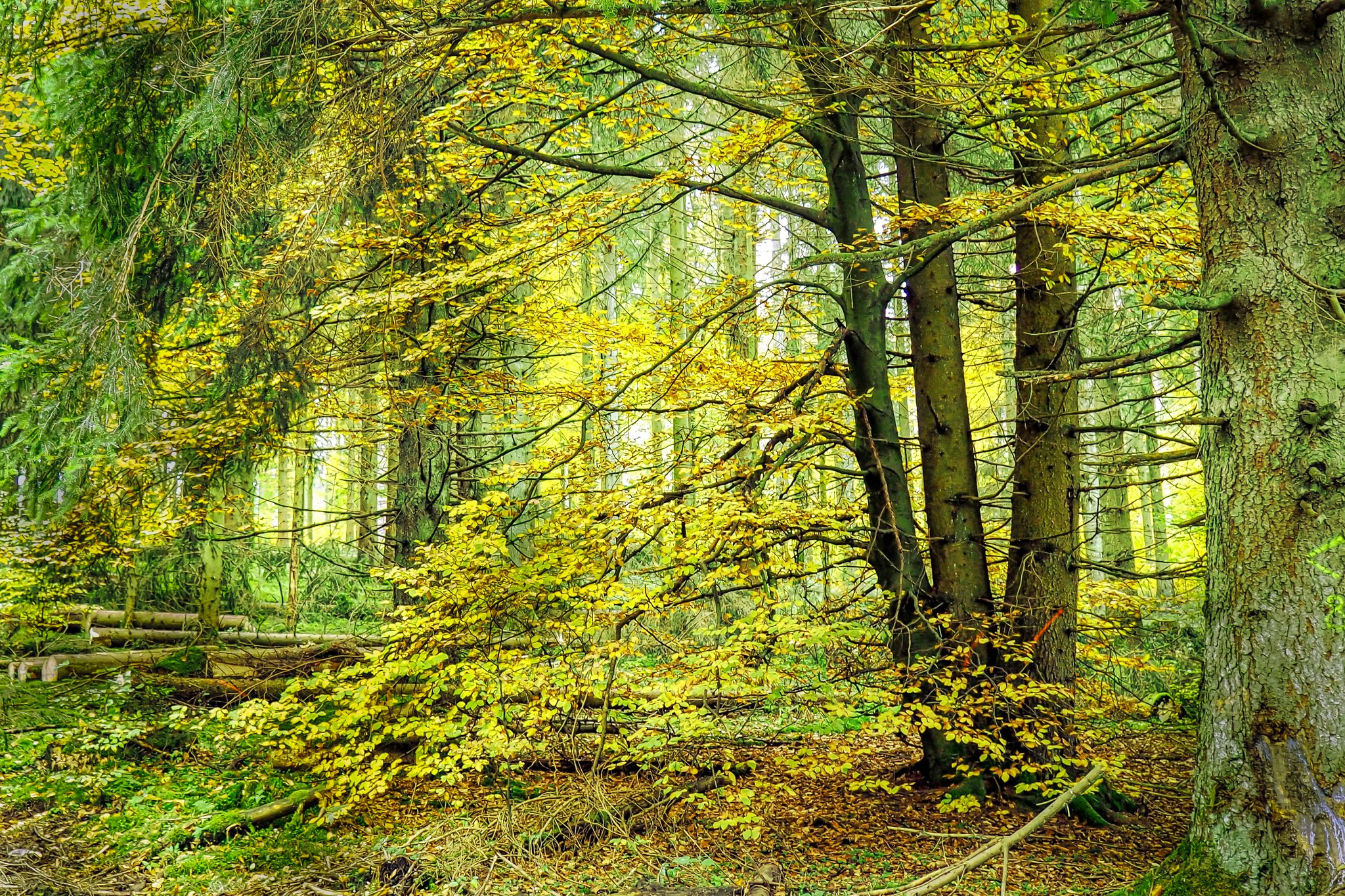 Free photo Green forest and trees