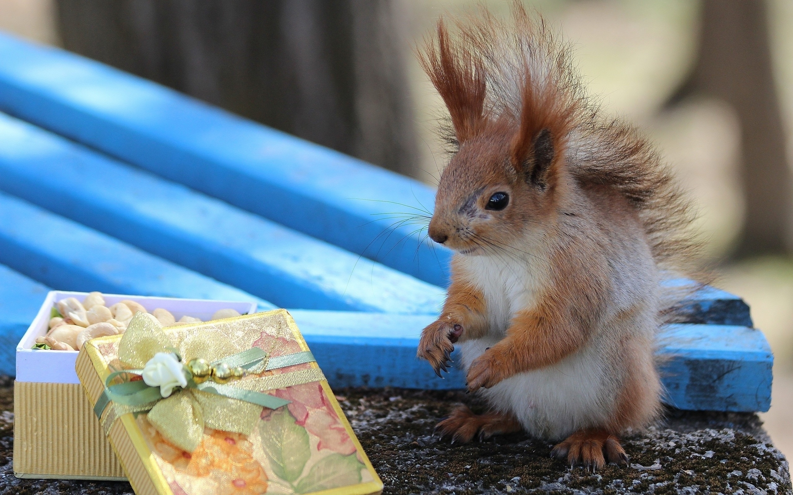 Wallpapers squirrel box gift on the desktop