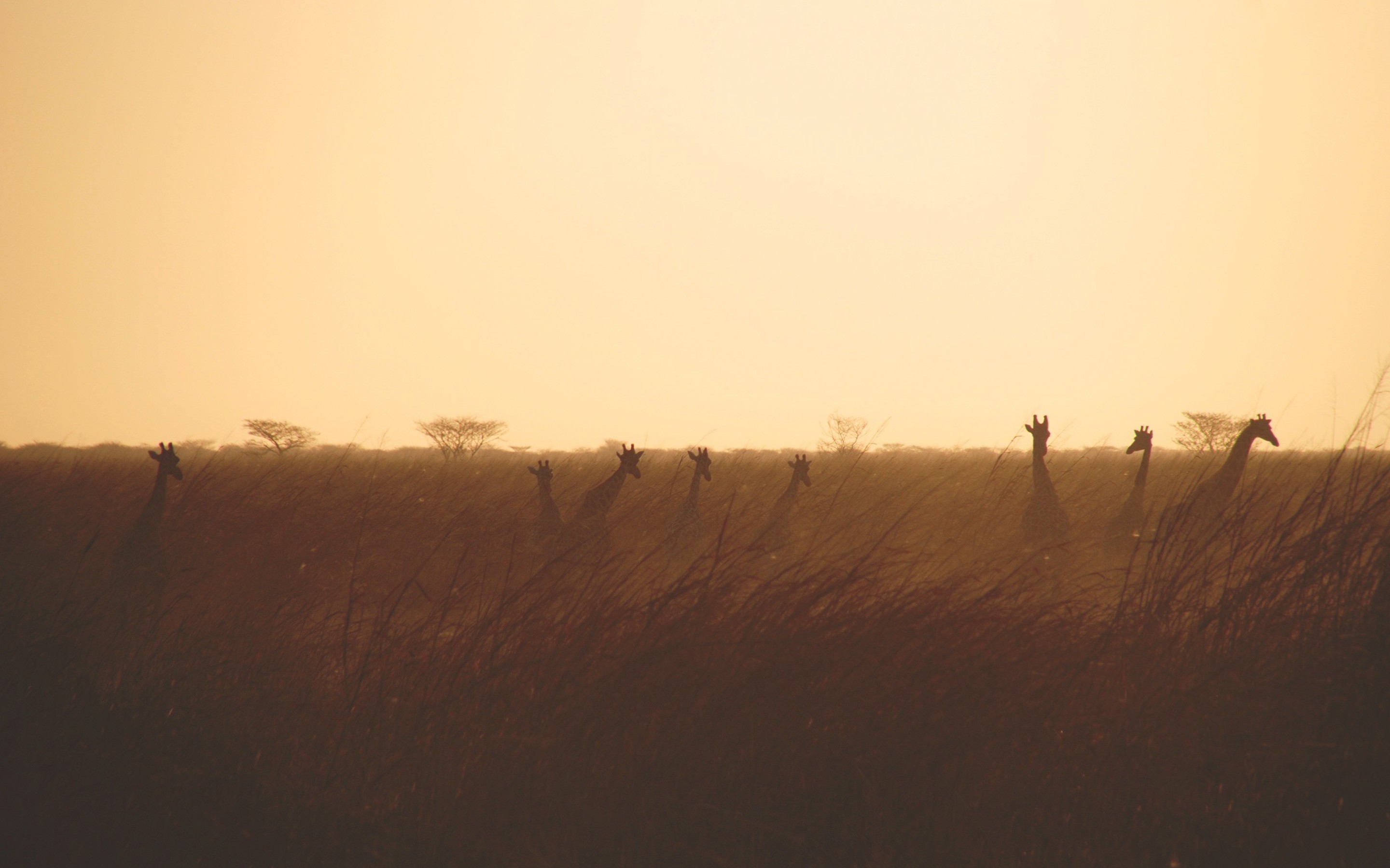Обои солнечный свет пейзаж животные на рабочий стол