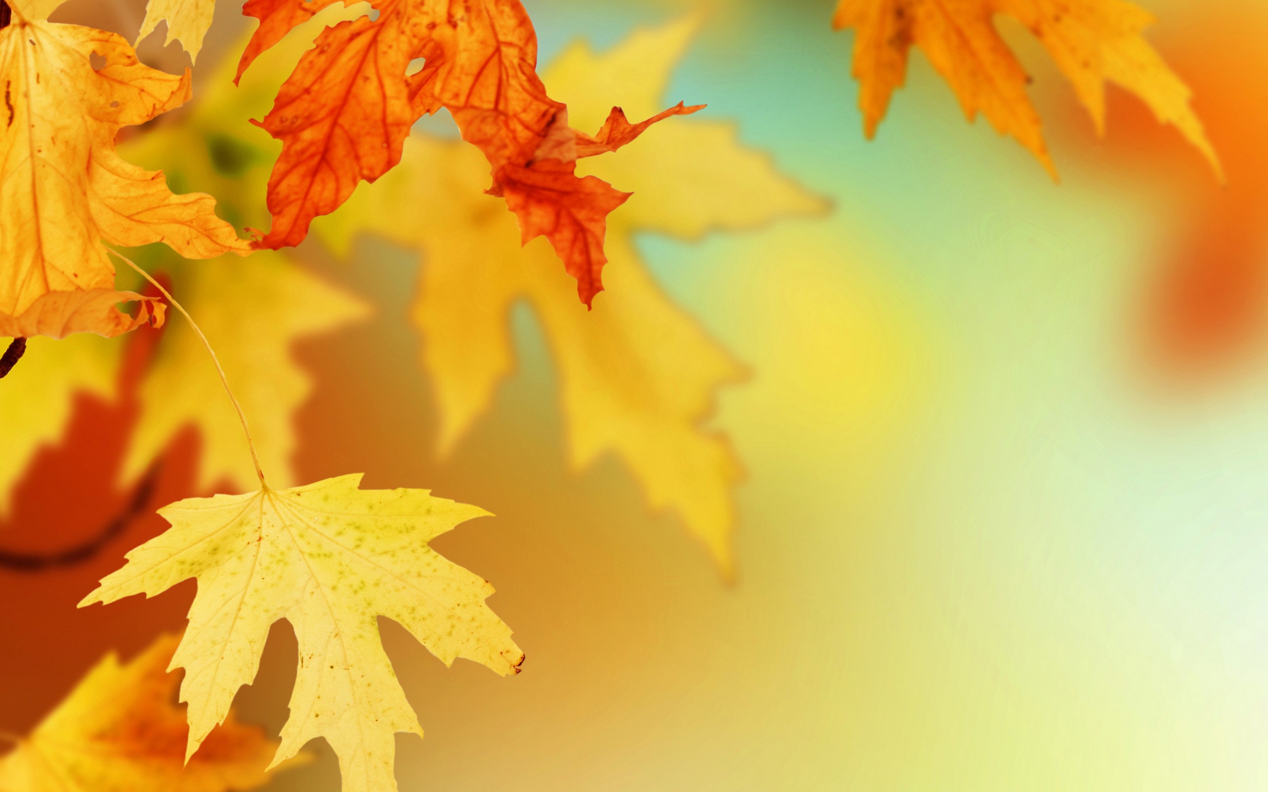 Free photo Yellow maple leaves on the branches of a tree