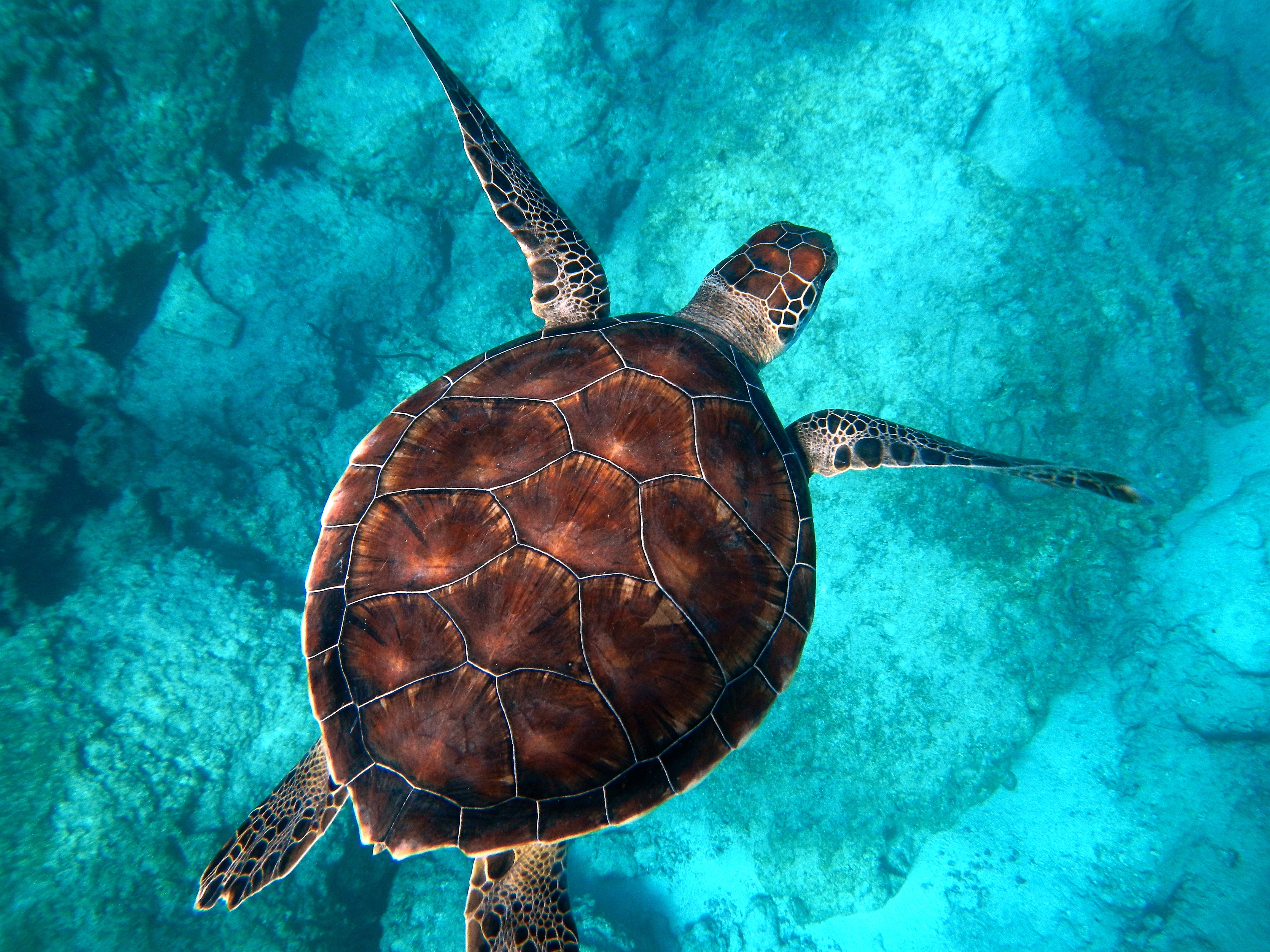 一只海龟在清澈的水中游动