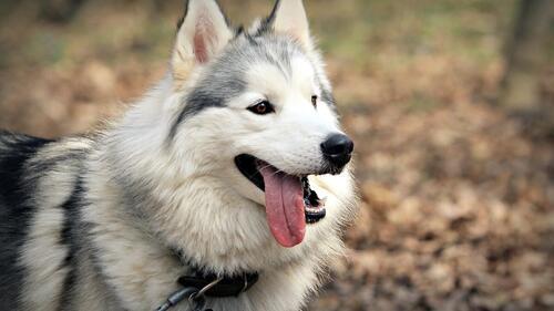 Бесплатное фото Милый белый волк