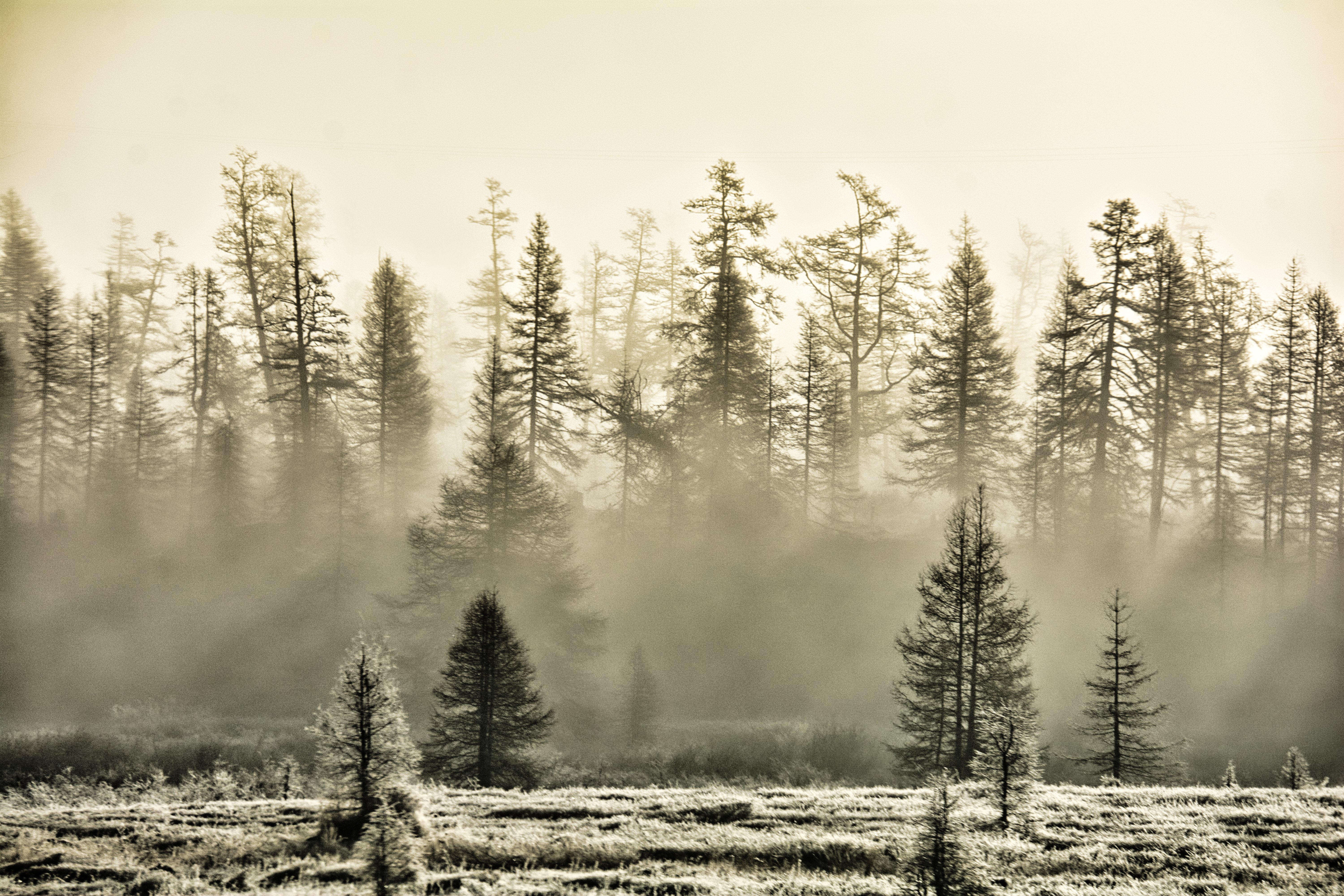 Free photo Winter Fog