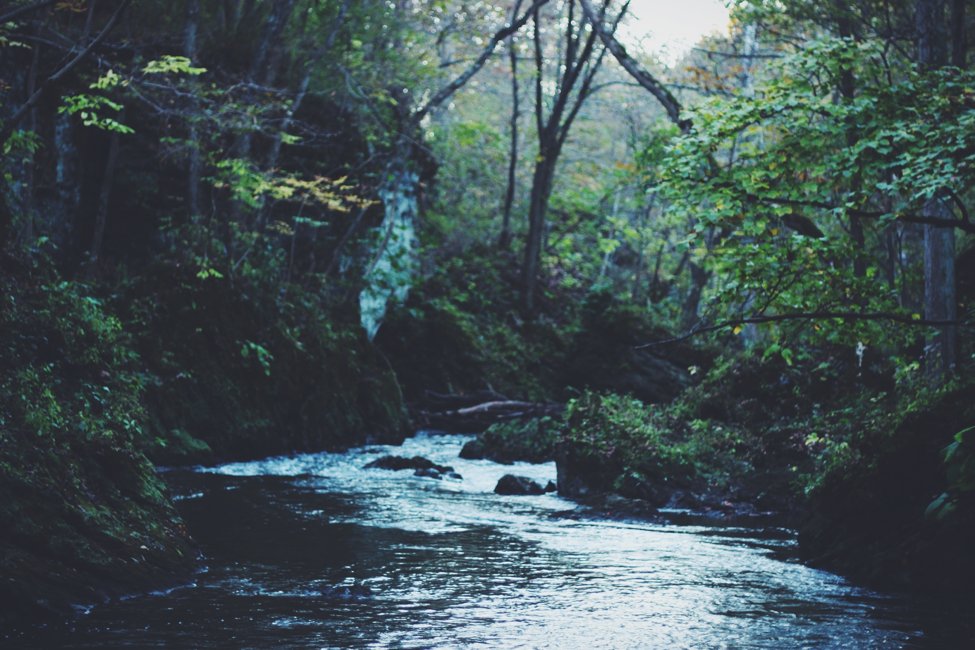 Free photo A river in a dense forest