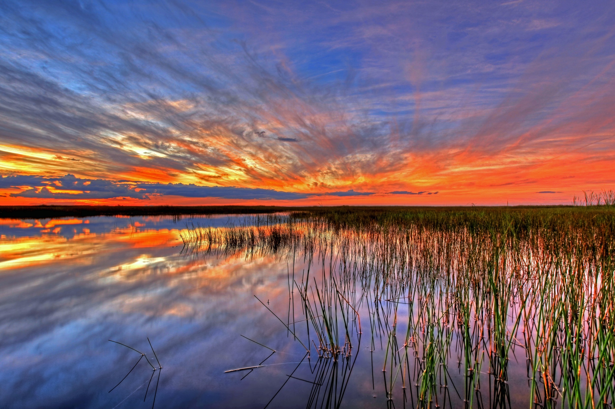 免费照片芦苇湖上的夕阳