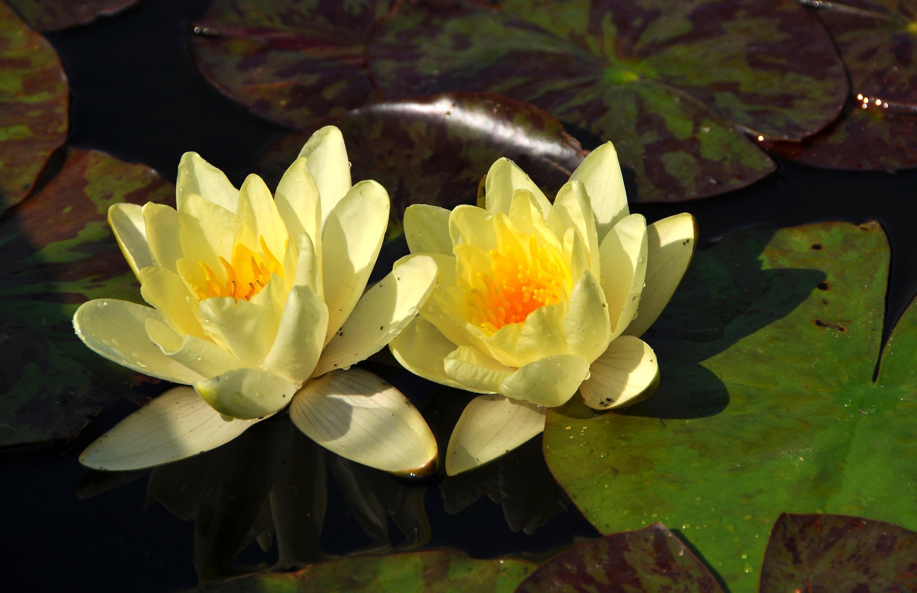 The water lily is yellow in color
