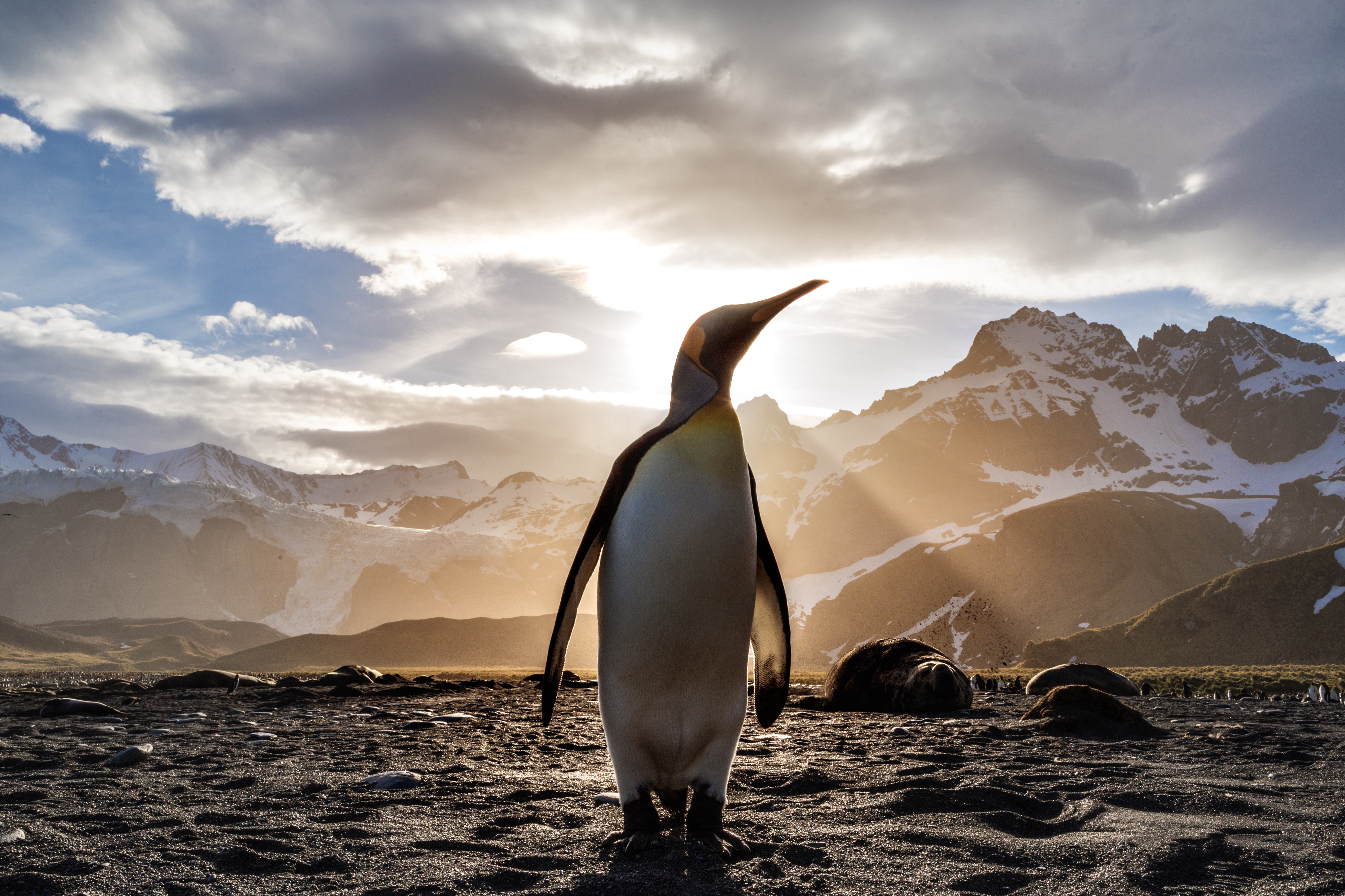 免费照片晴朗天气下的企鹅全长