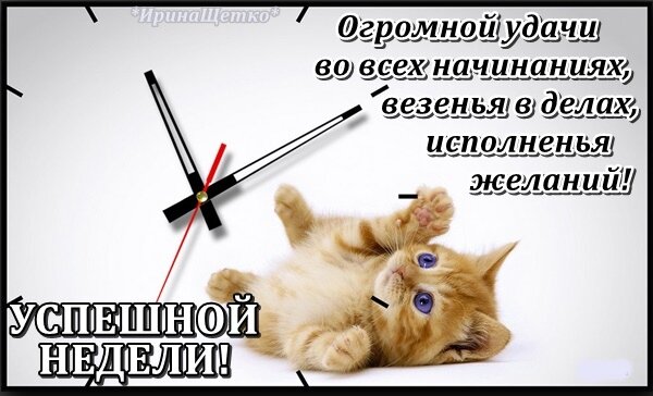Бесплатная открытка Пожелание успешной недели с рыжим котенком