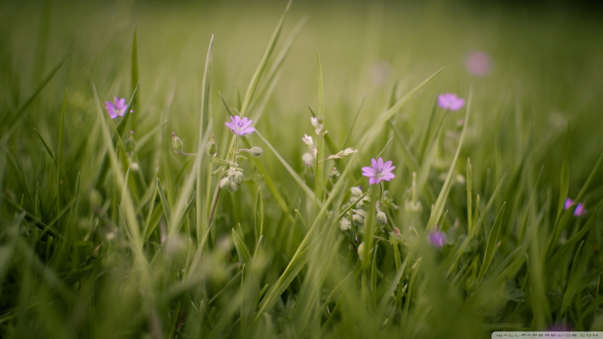 Wallpapers wildflowers botany nature on the desktop