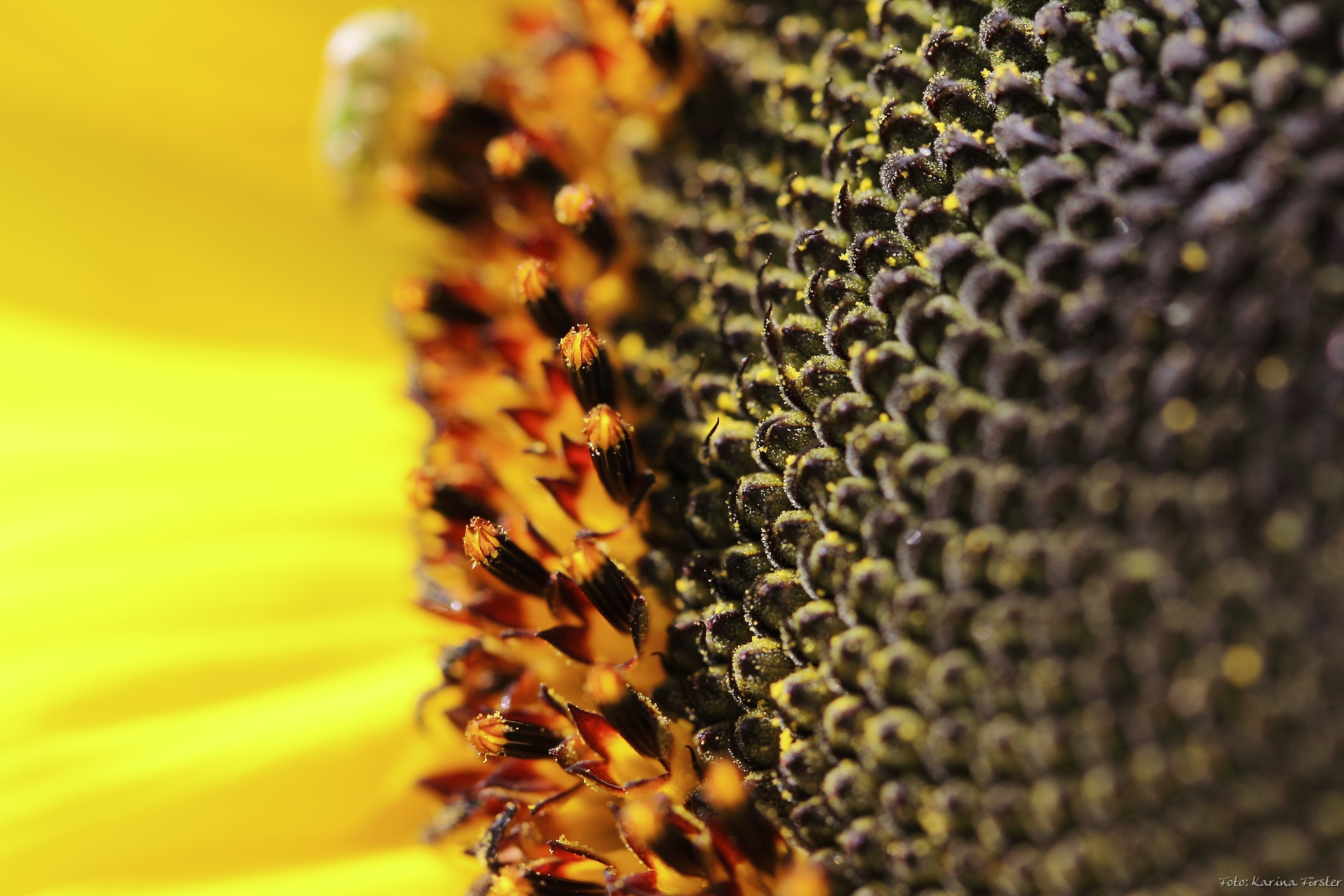 Обои подсолнечник семена семечки на рабочий стол