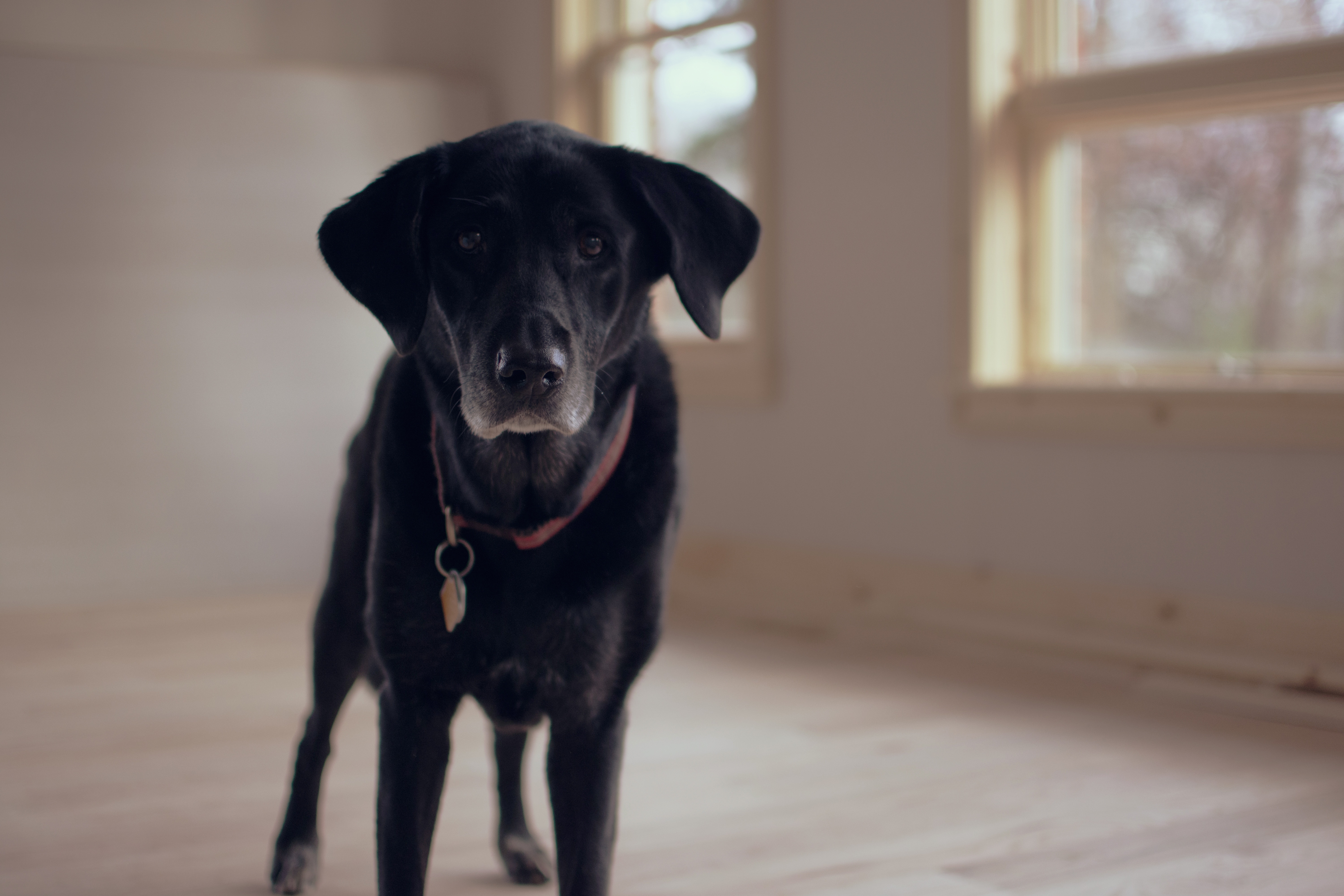 免费照片空房间里的黑色拉布拉多猎犬