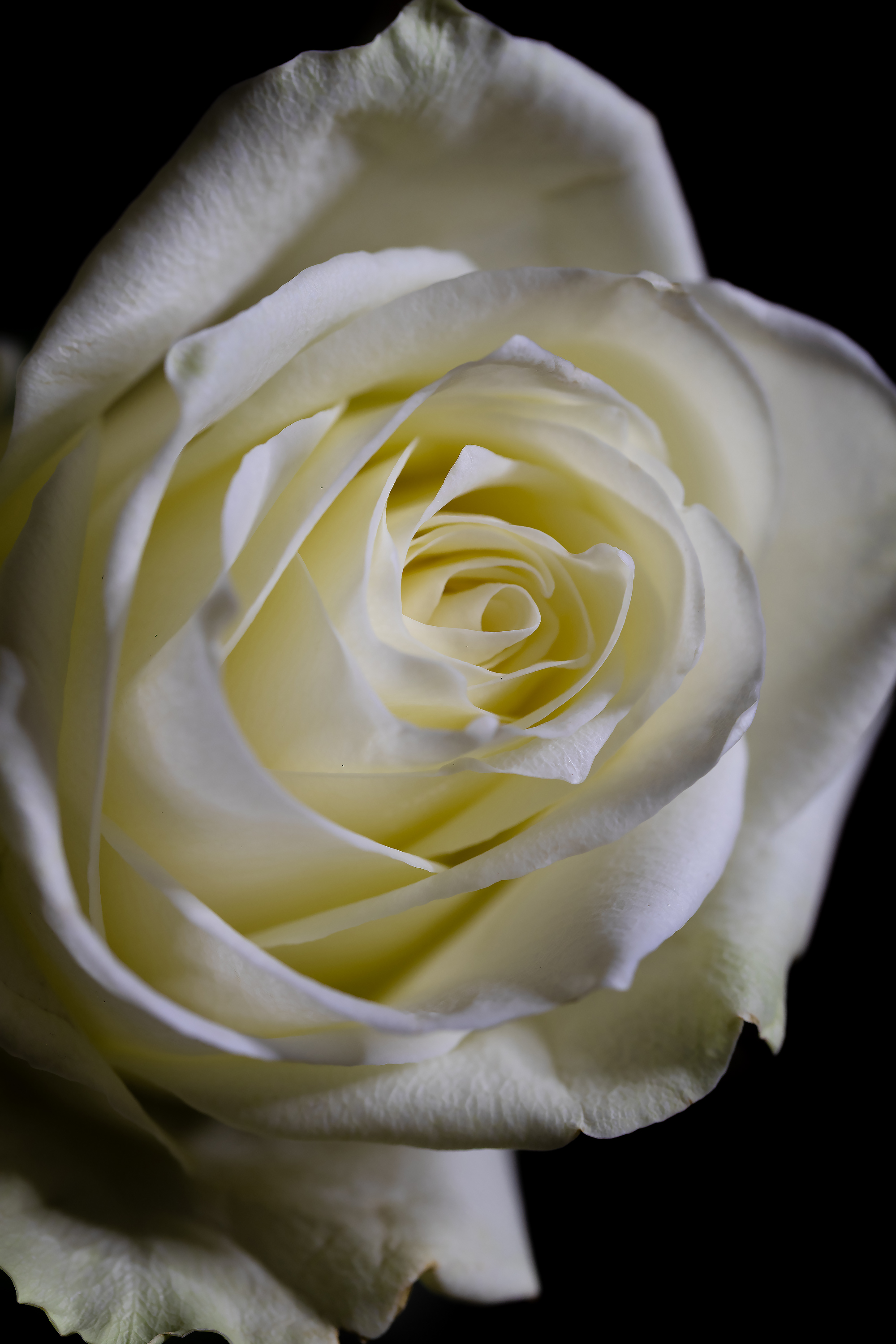 Бесплатное фото Белая роза на чёрном фоне