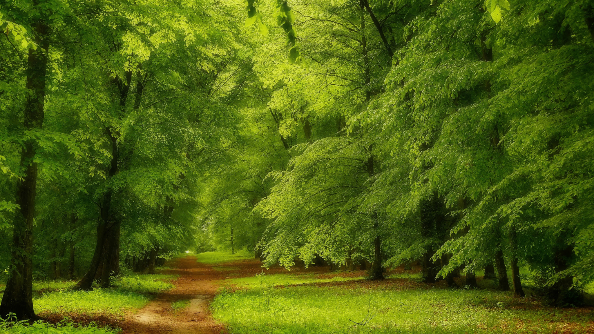 Wallpapers forest path green on the desktop
