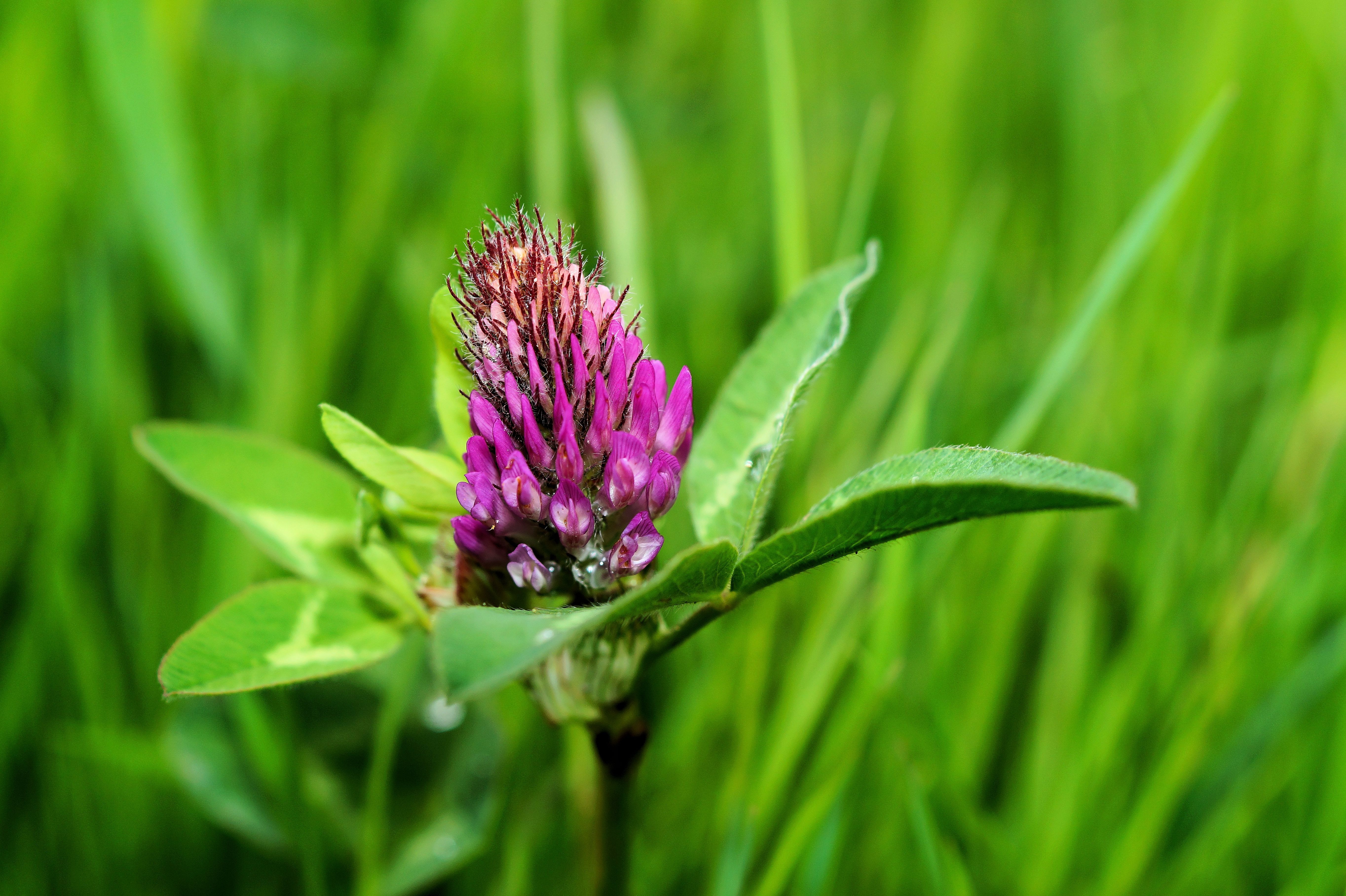 Wallpapers photos plant flower on the desktop