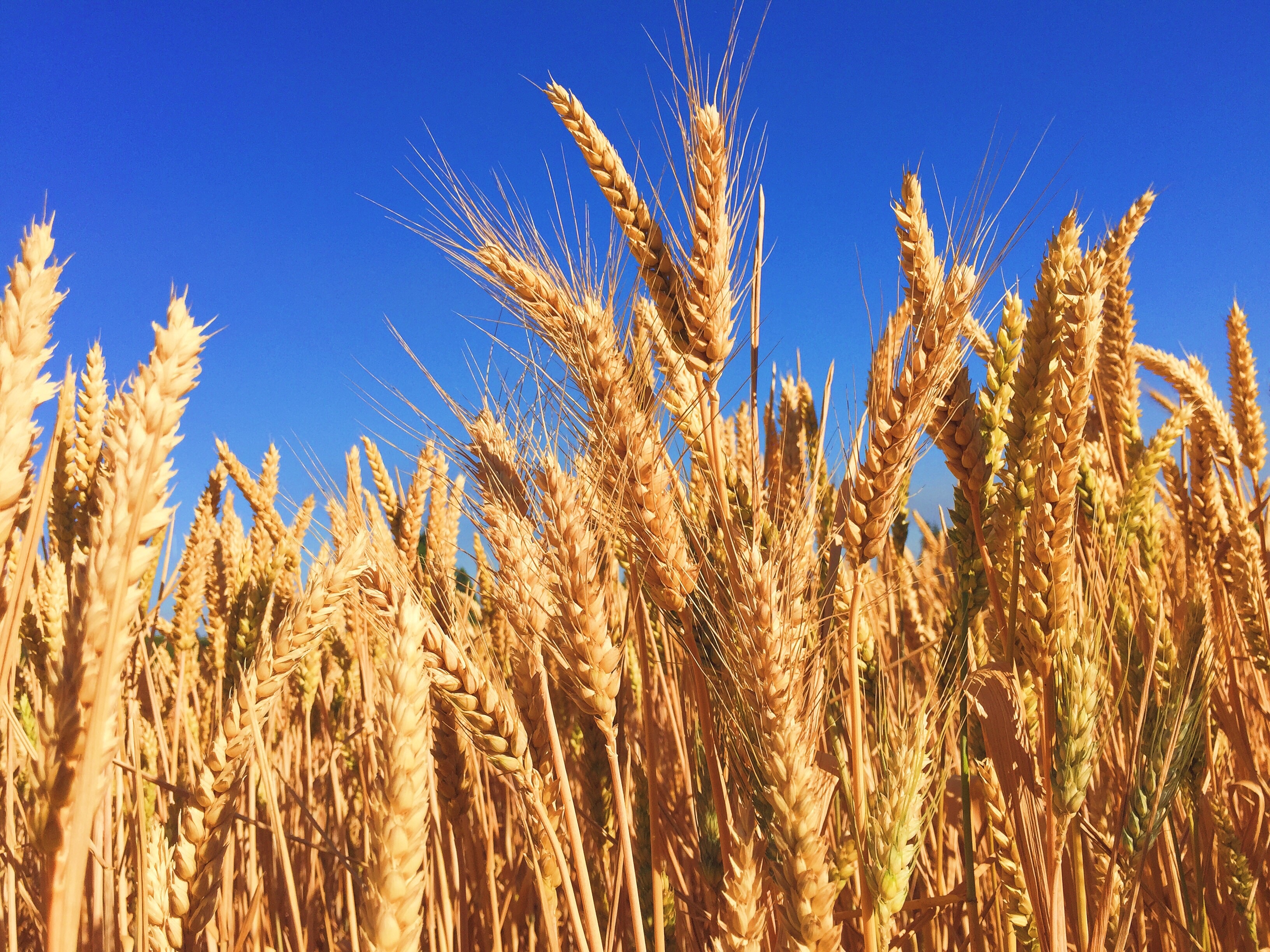 Wallpapers plant sky field on the desktop