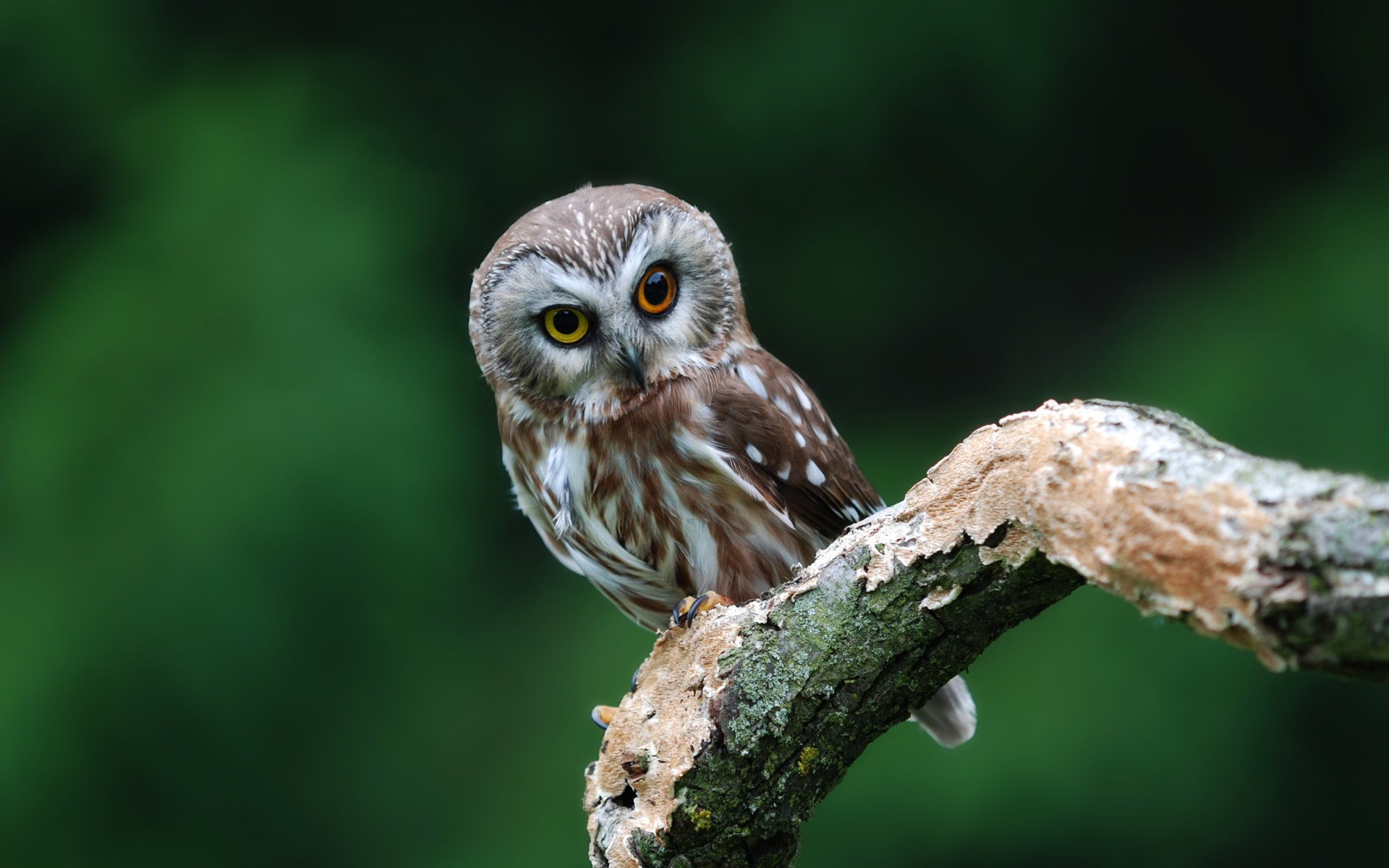 A curious little owl with colored eyes sits in a tree