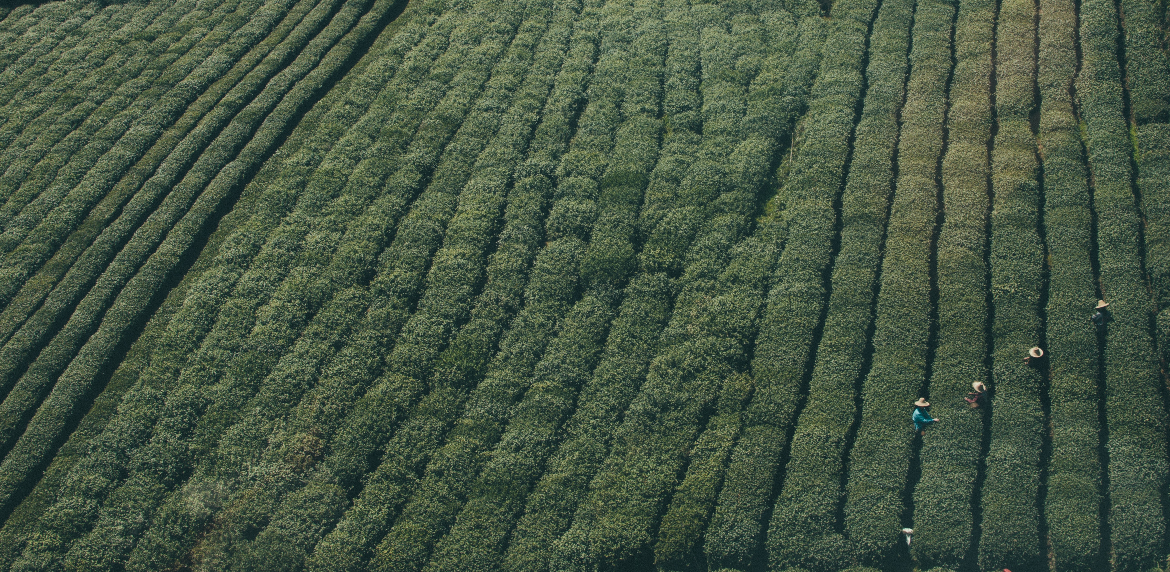 Free photo People harvesting crops in a field in Asia