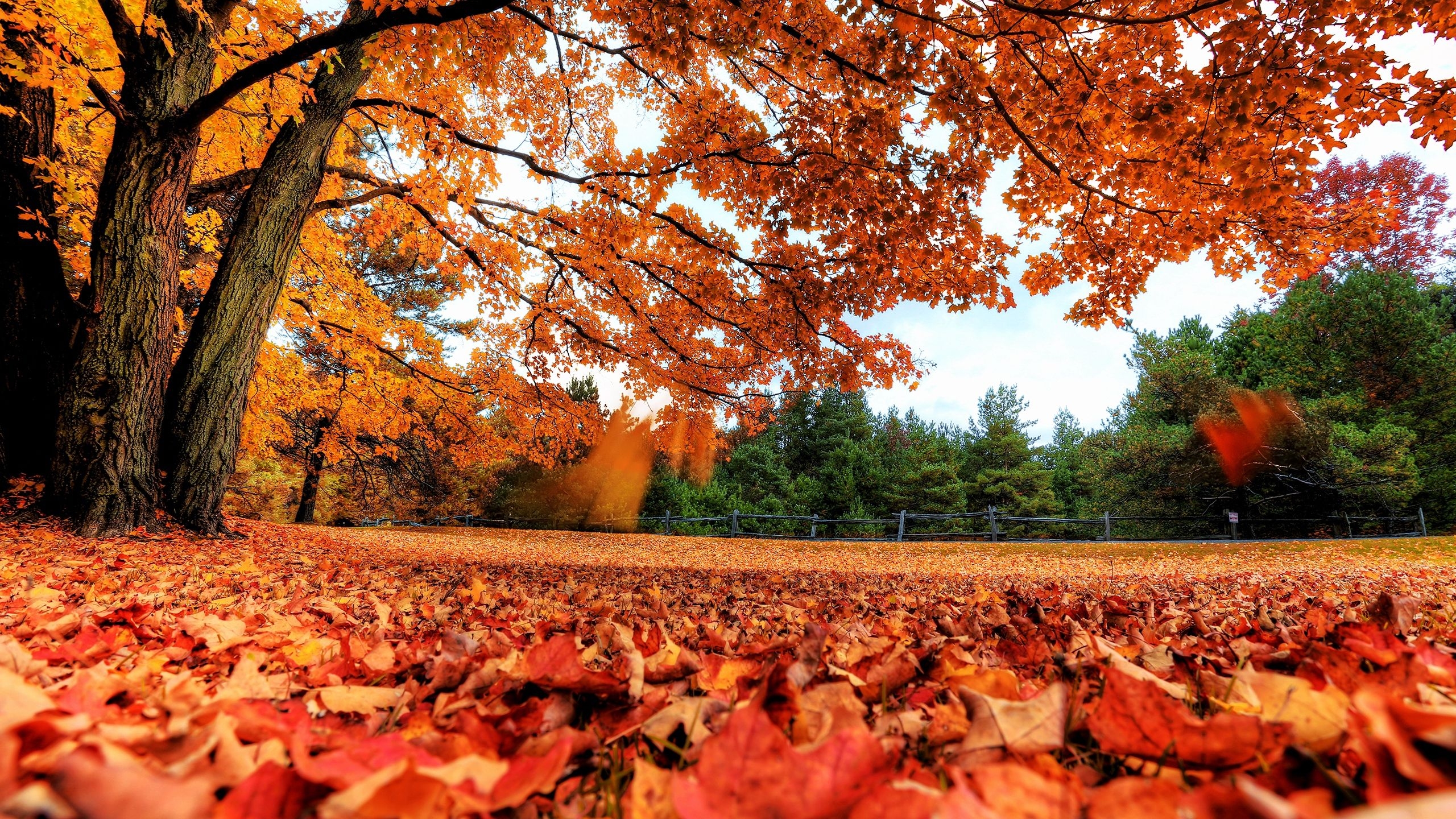 Free photo Falling autumn leaves of the maple in the park