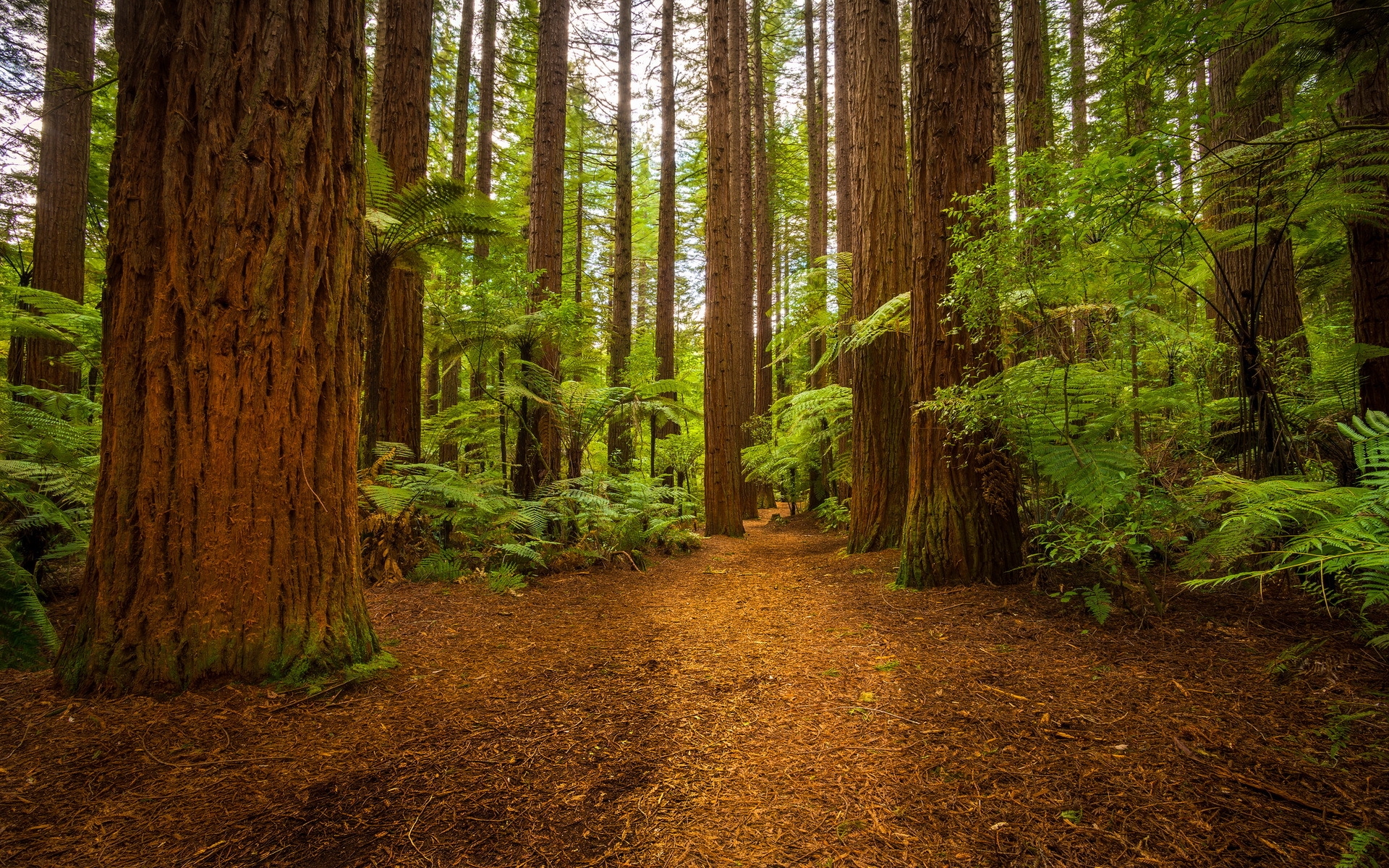 Free photo An ancient summer forest