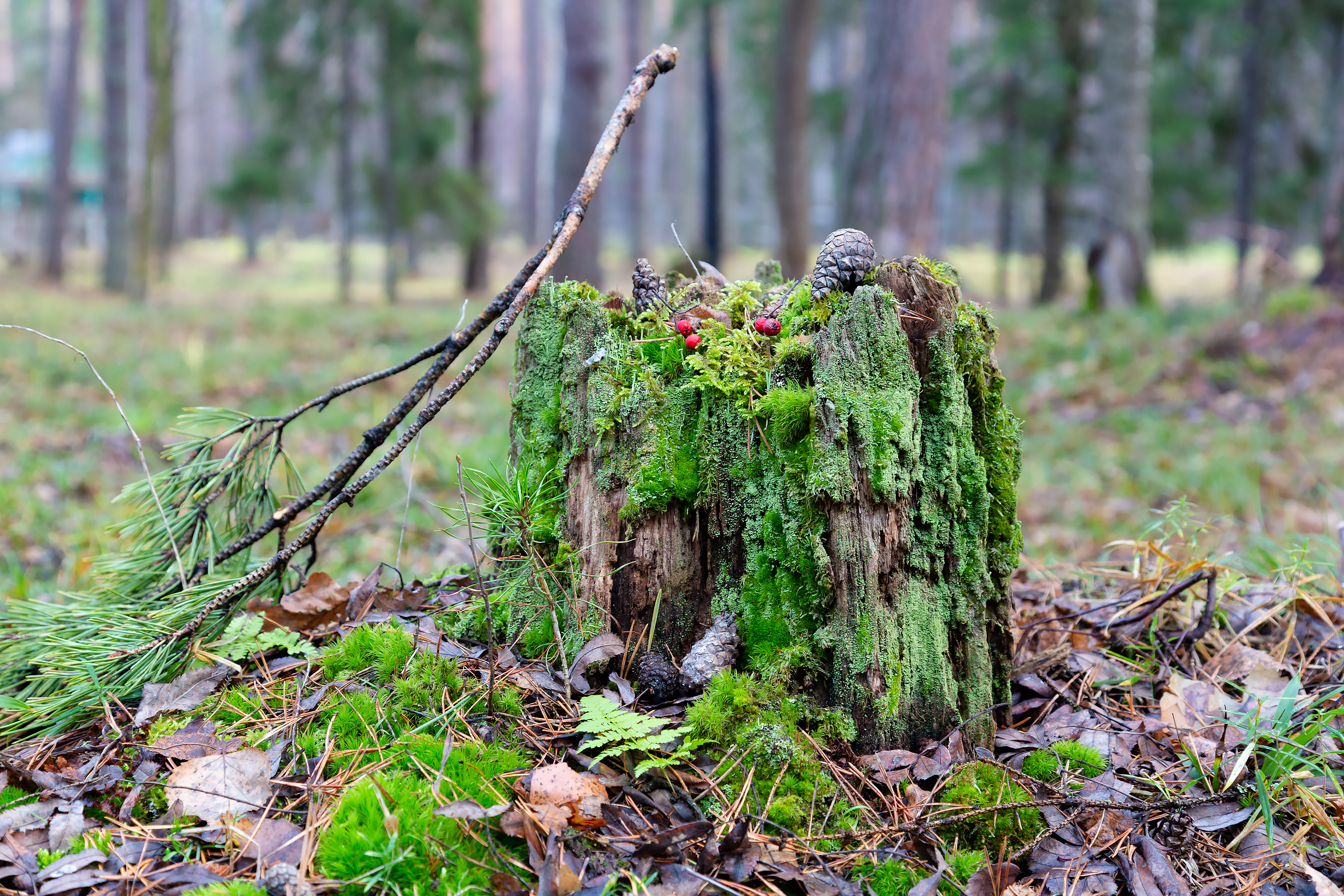 Free photo Old stump in the woods