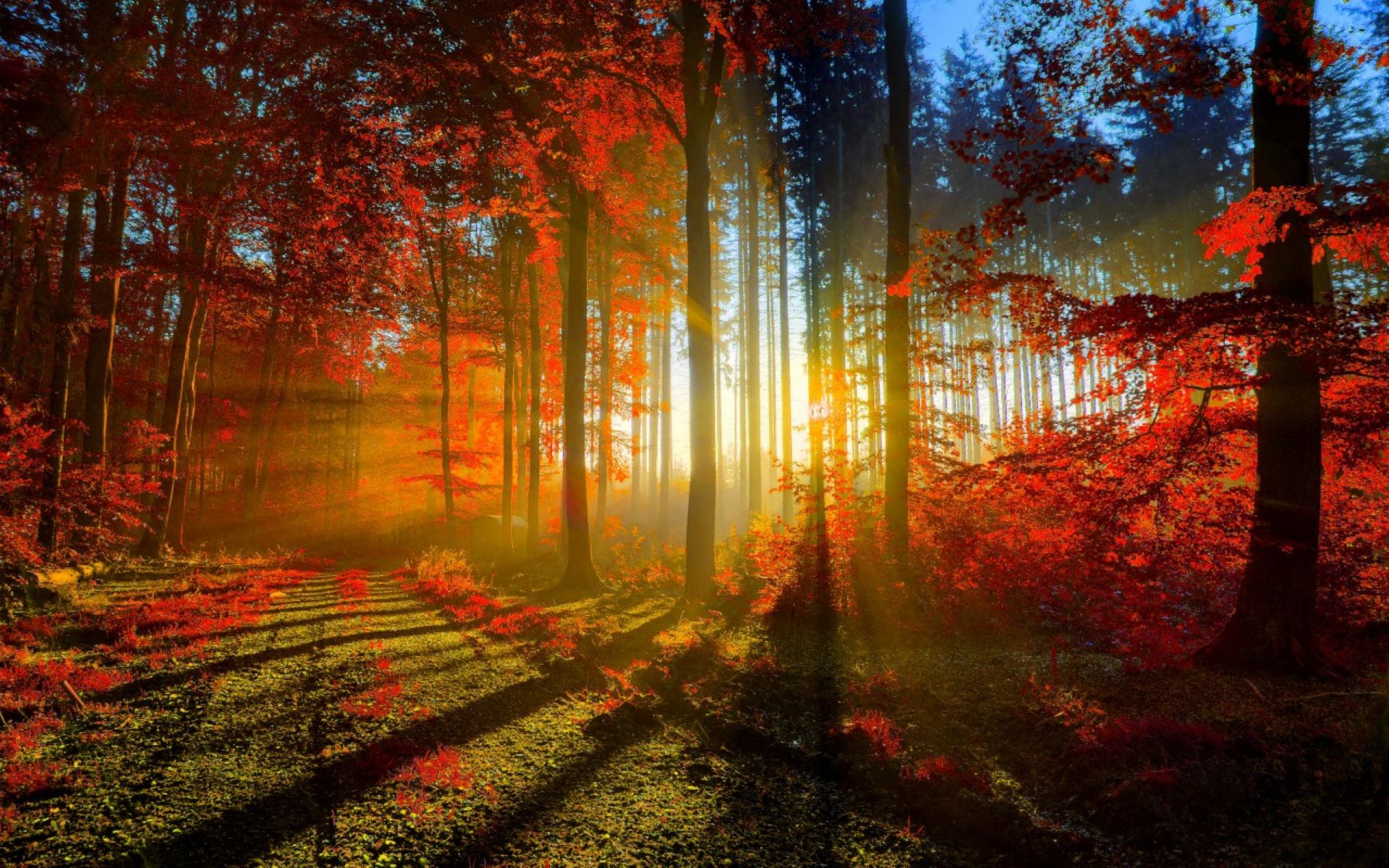 Free photo Autumn forest