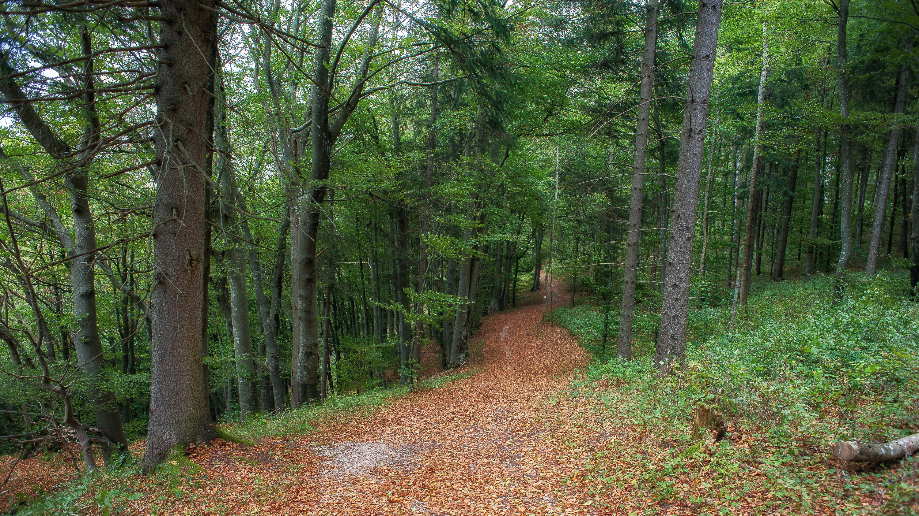 Free photo Forest road studded with leaves