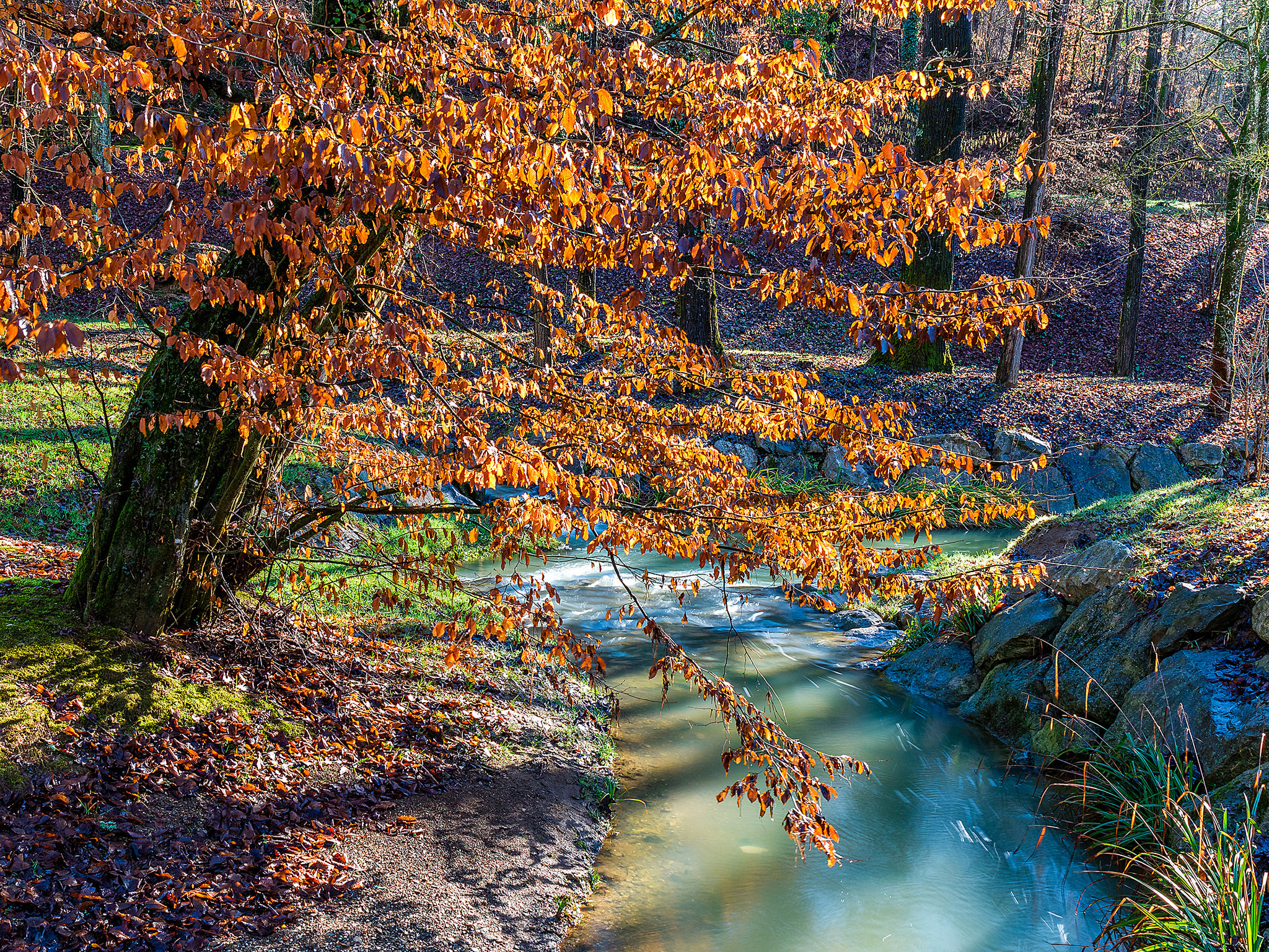 Wallpapers forest trees river in the forest on the desktop