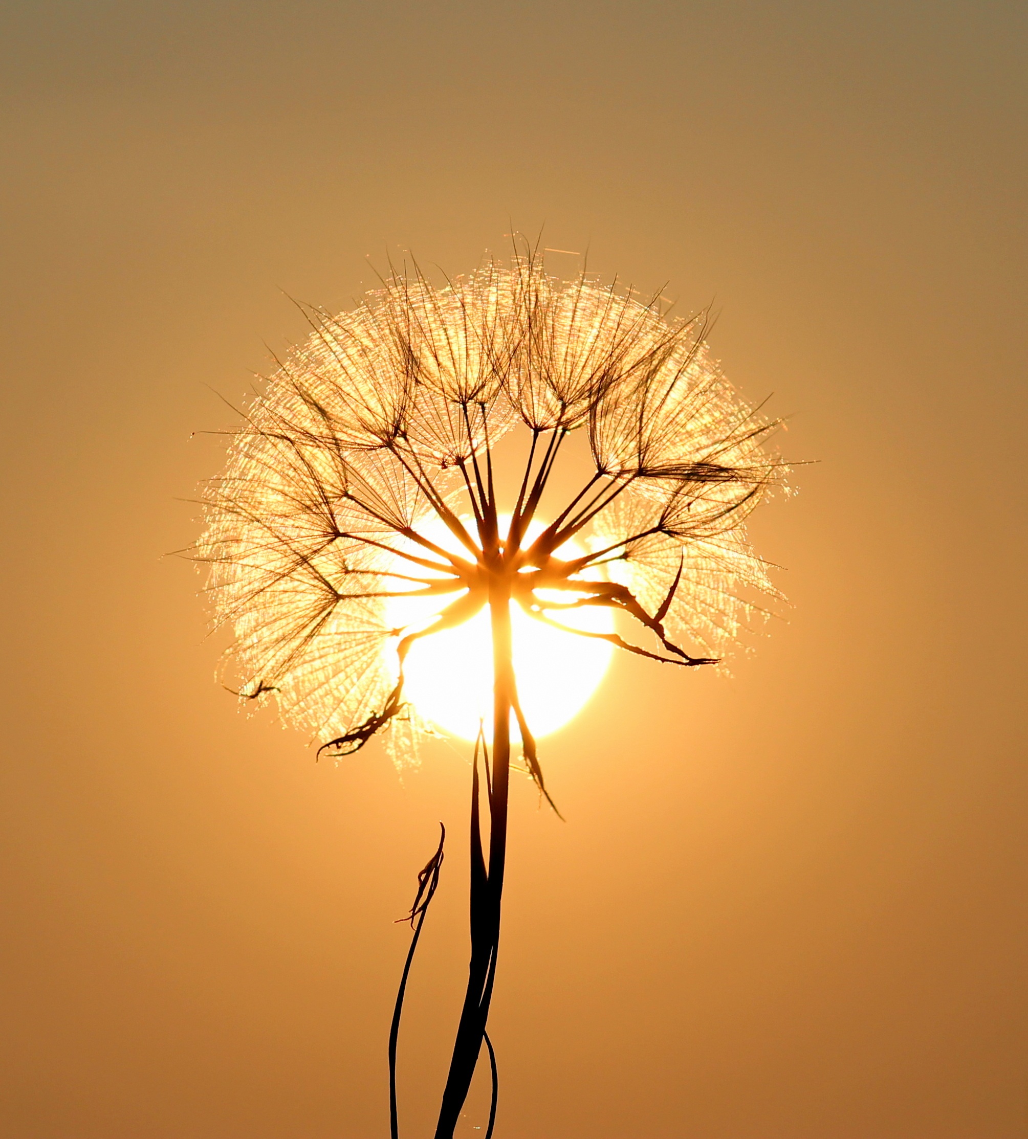 Wallpapers leaf dandelion grass family on the desktop