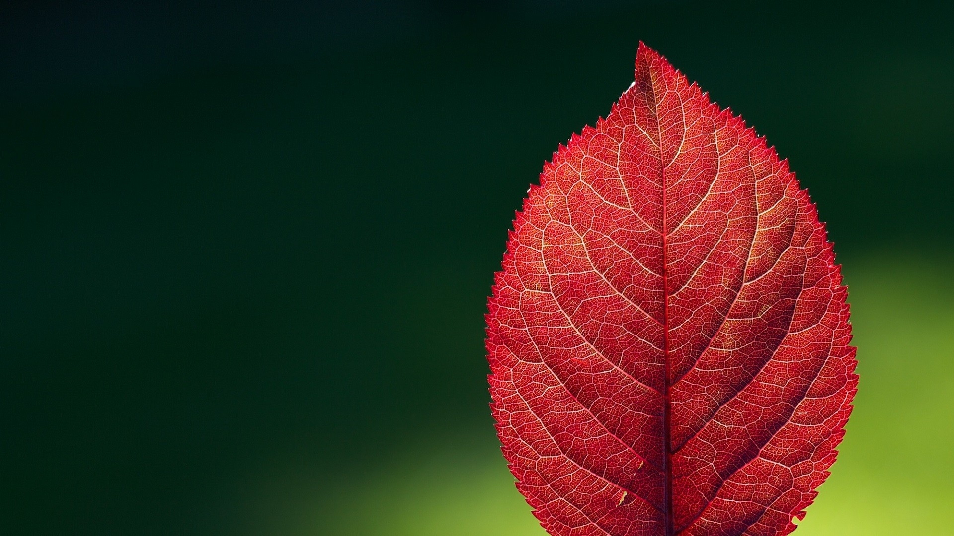 Wallpapers wallpaper leaf red close on the desktop