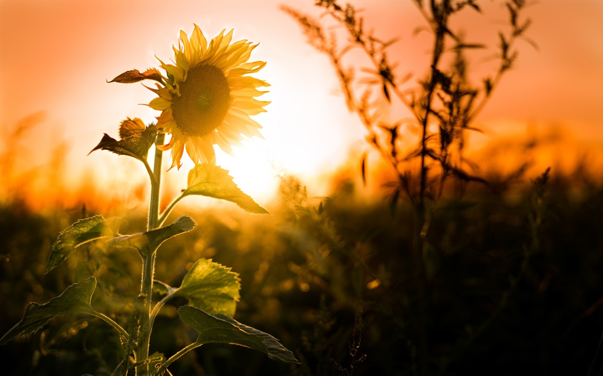 Wallpapers wallpaper sunflower sun light field on the desktop