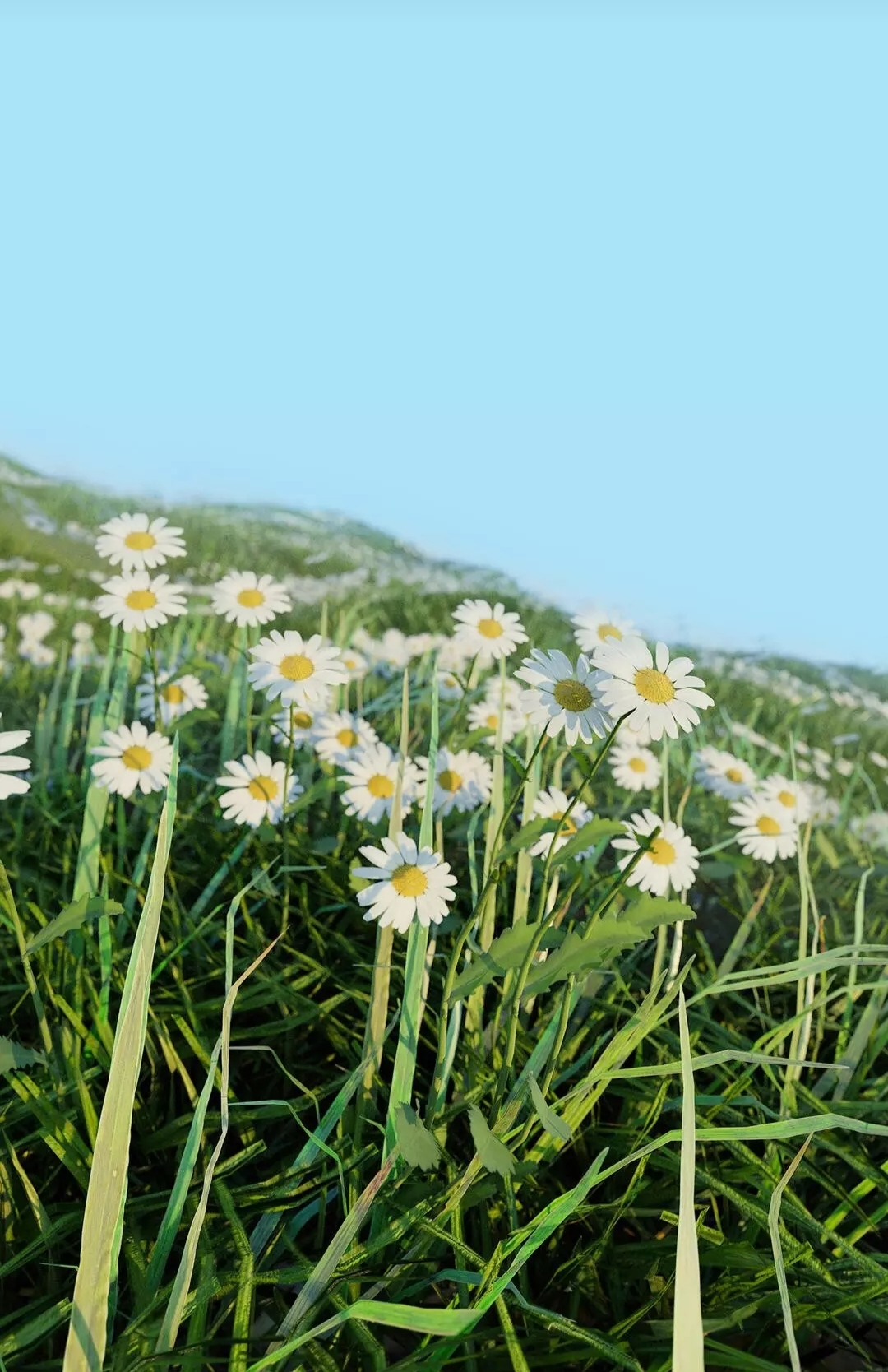 Free photo The charm of nature:chamomile field