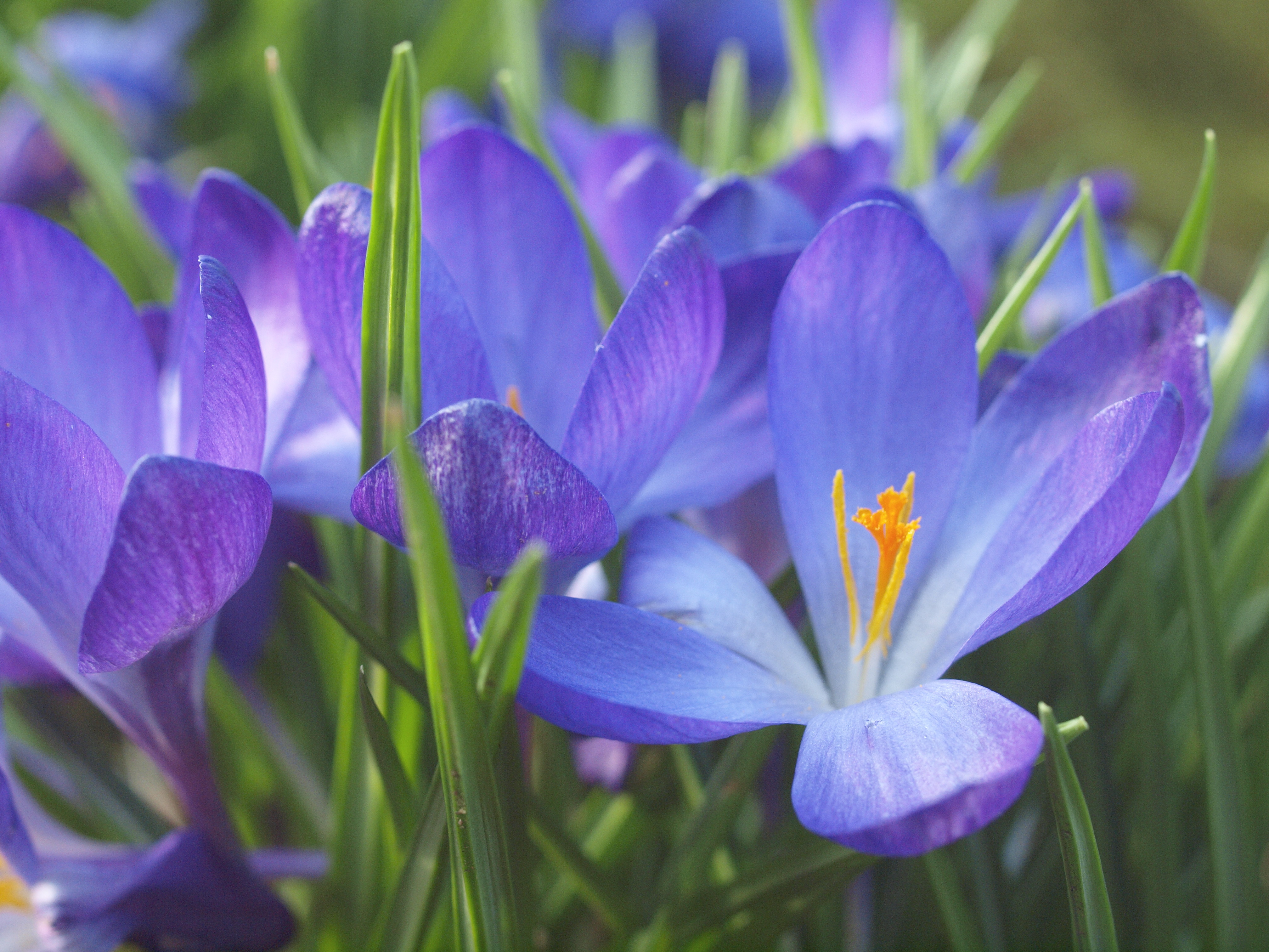 Wallpapers spring macro flora on the desktop