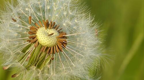 Бесплатное фото Одуванчик сбрасывает семена, парашютики