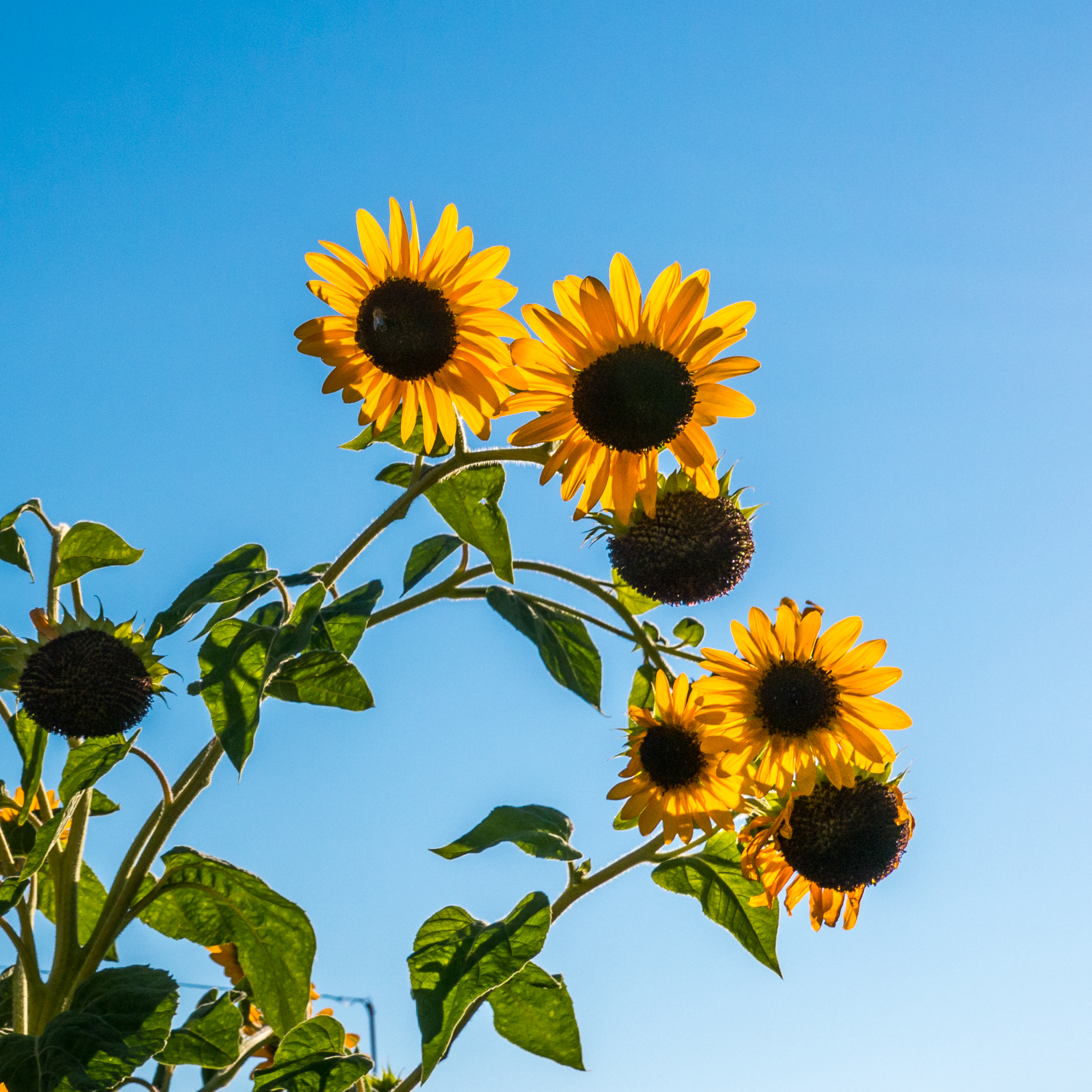 Free photo Tiny sunflower flowers against the sky