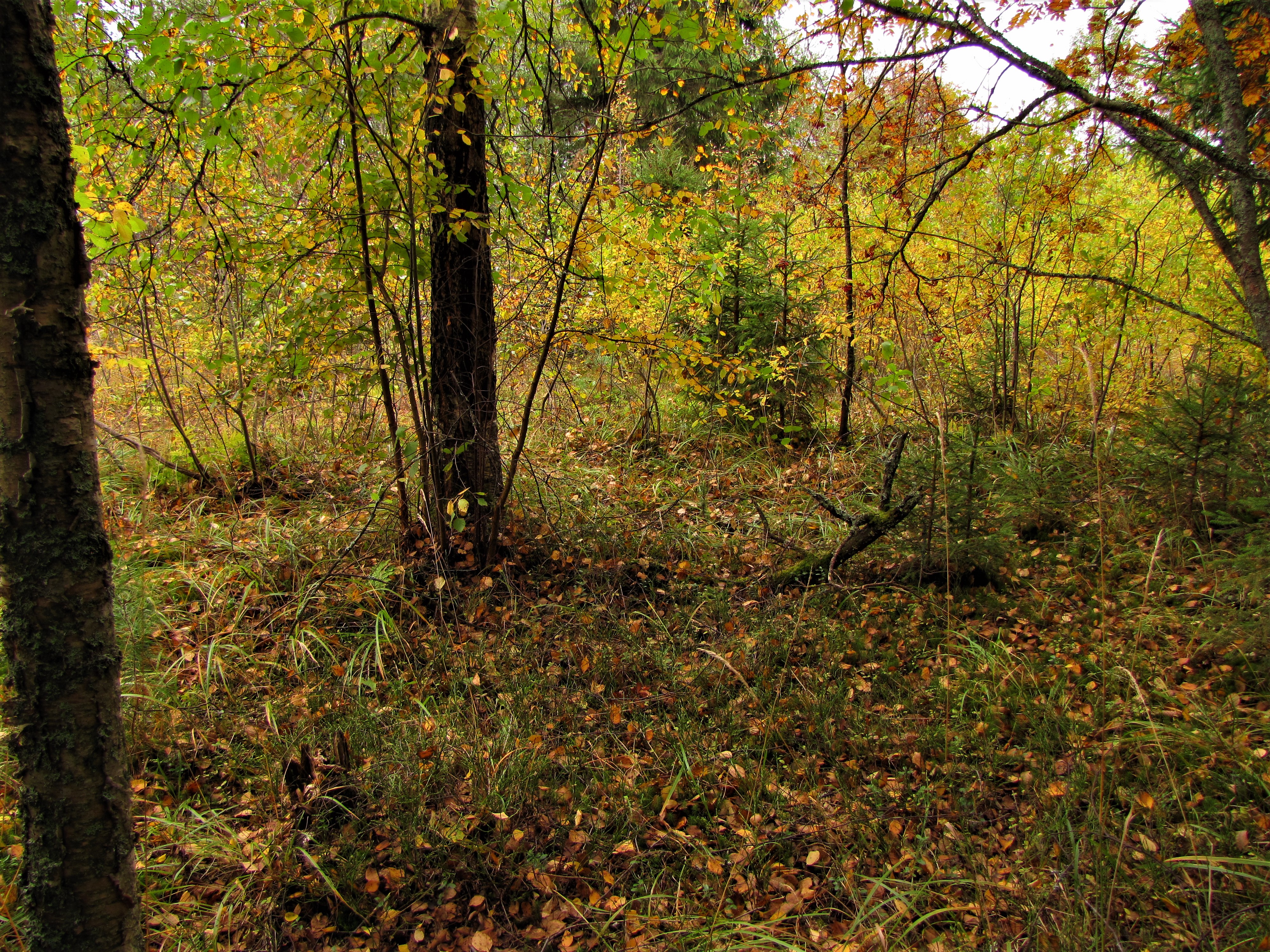 Лес Осенний