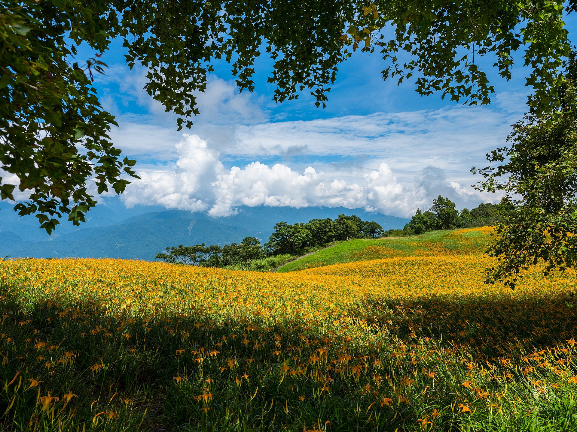 Wallpapers field flowers lilies on the desktop