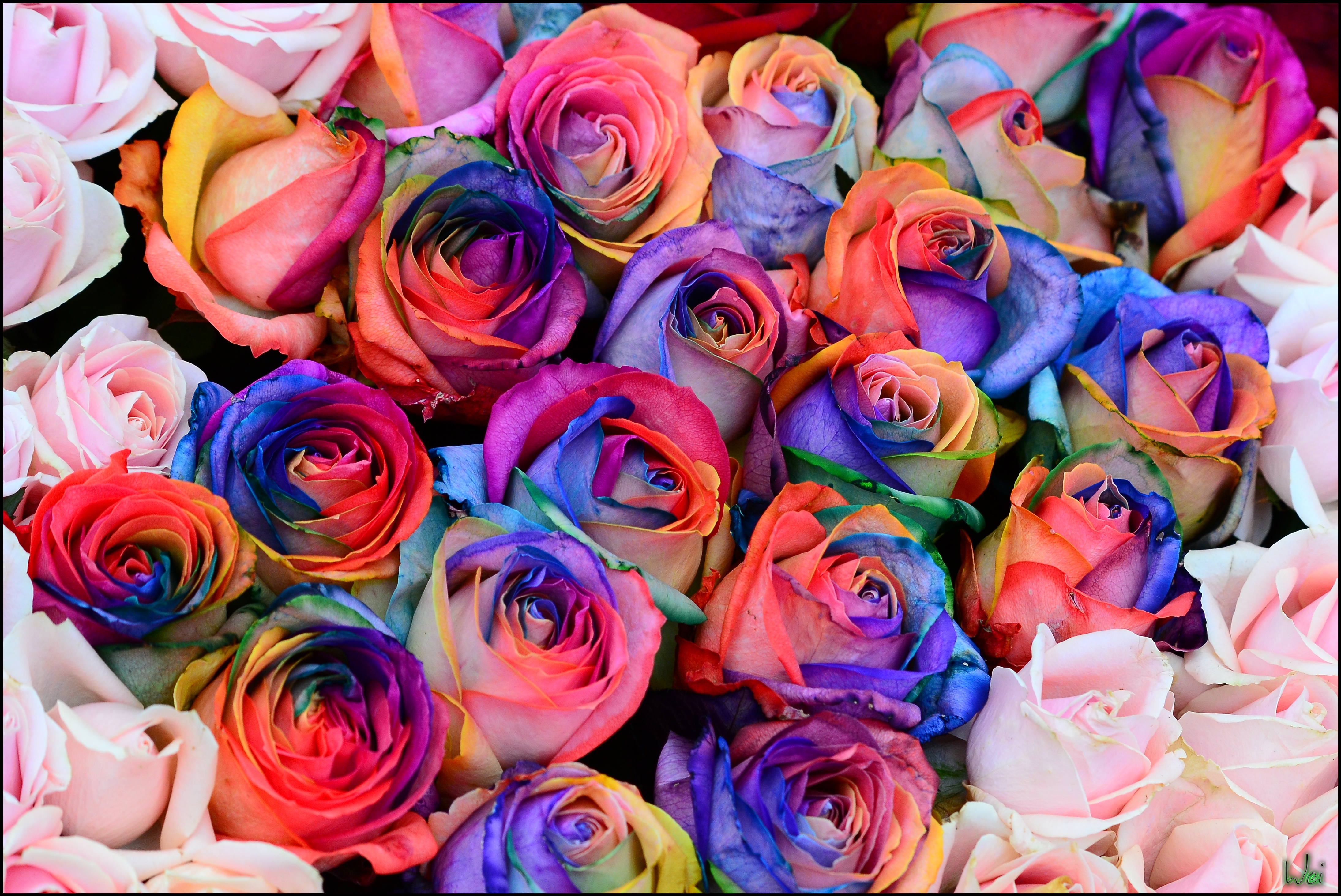 桌面上的壁纸玫瑰 植物群 彩色玫瑰
