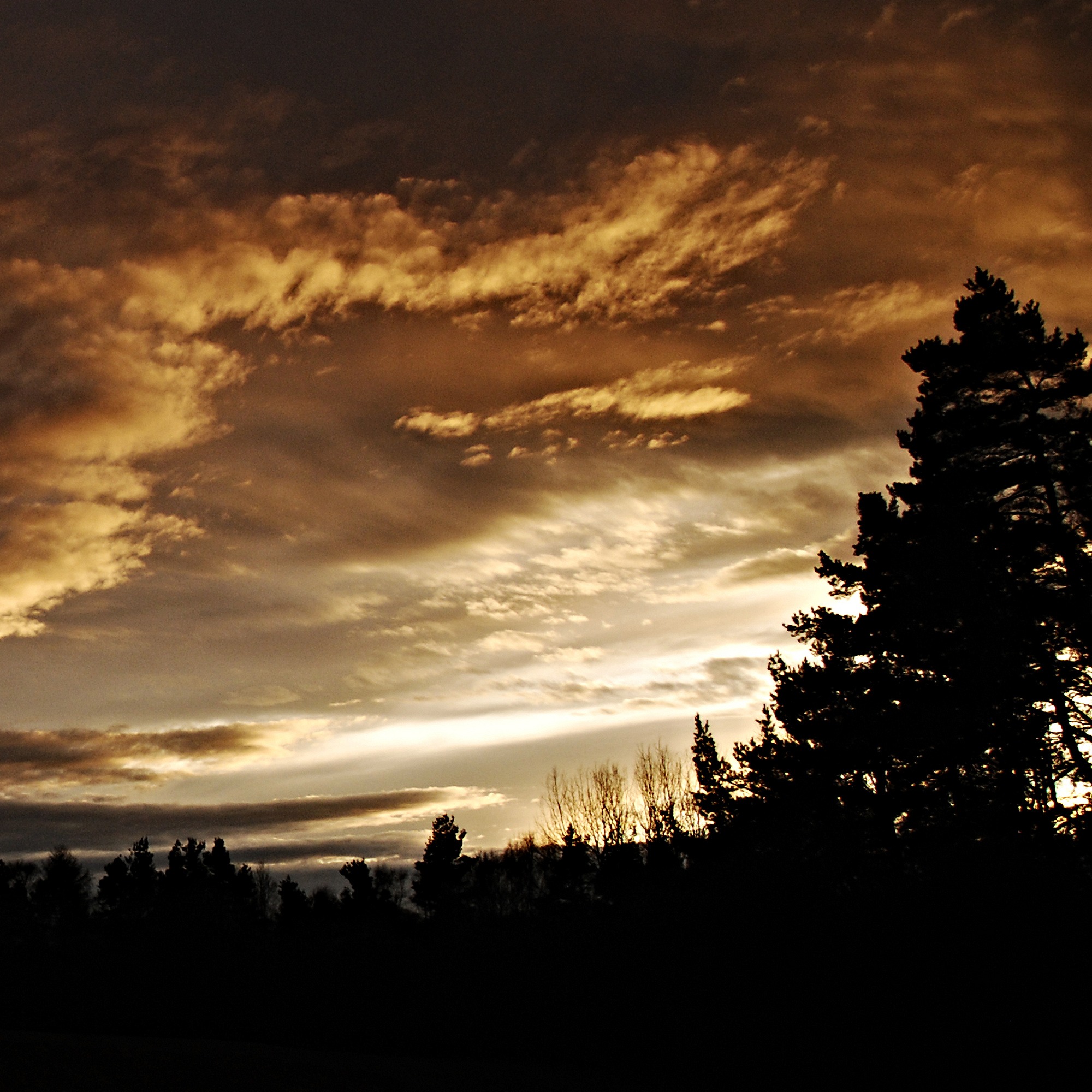 Wallpapers tree nature horizon on the desktop