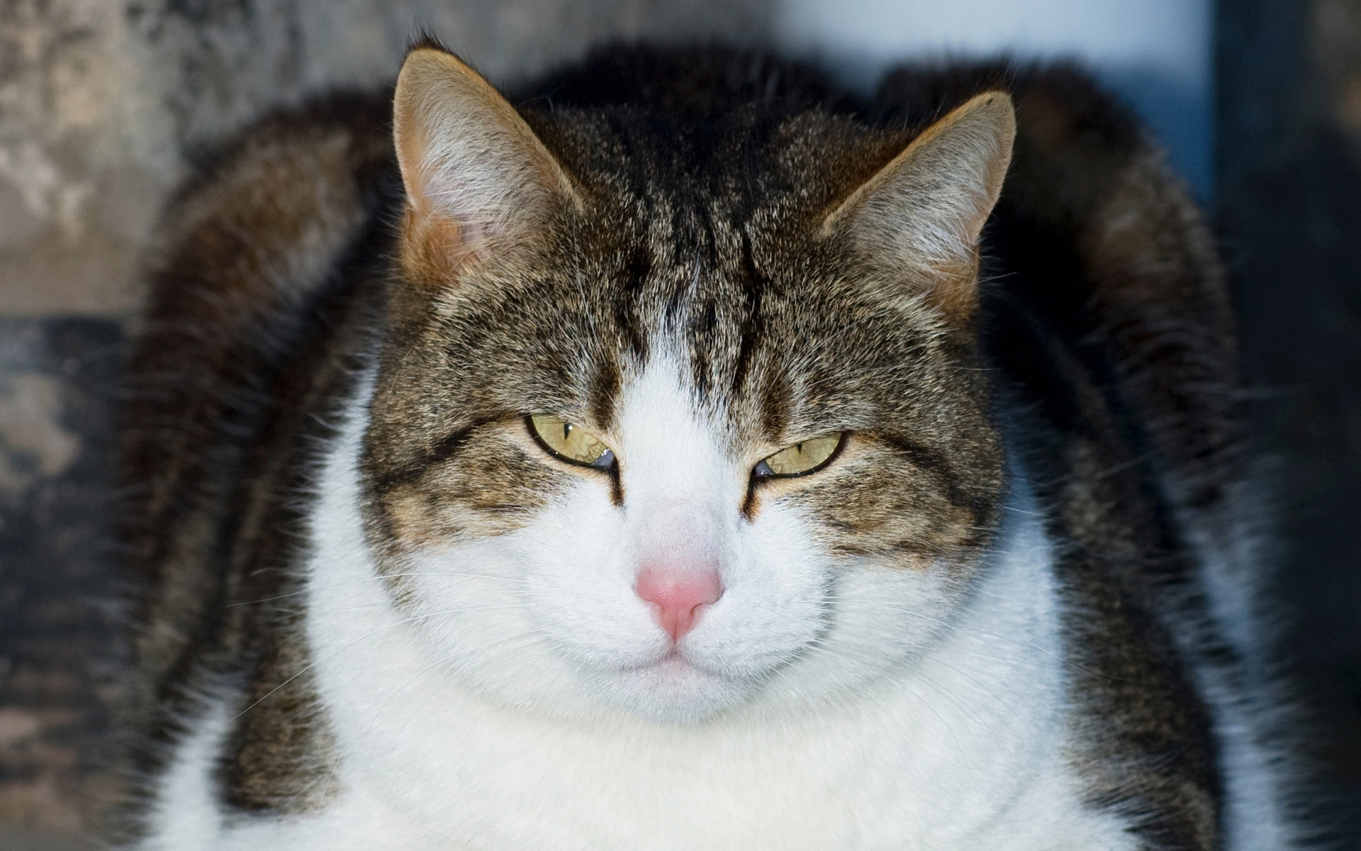 桌面上的壁纸猫 脸 注意到