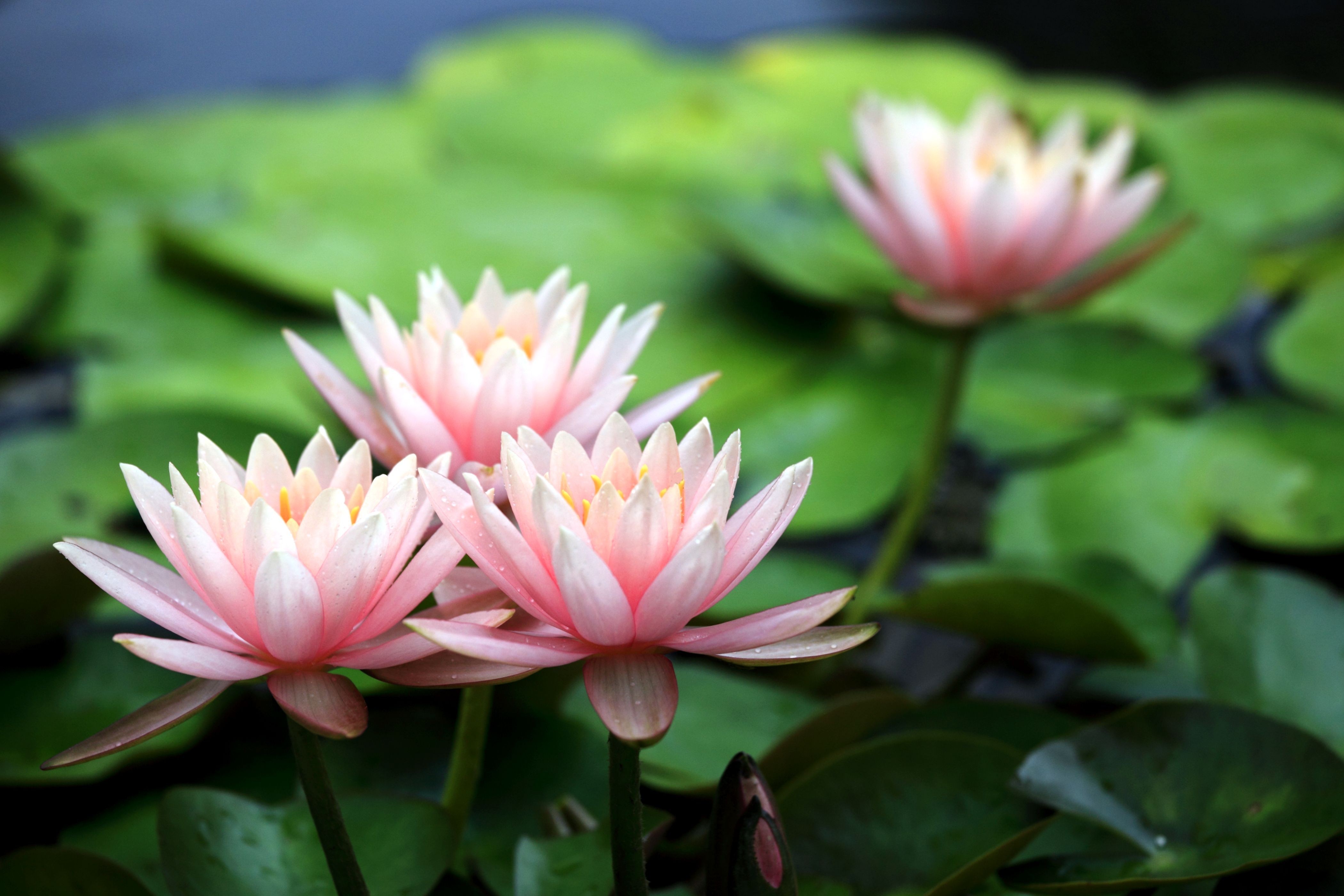 桌面上的壁纸鲜花 水 百合花